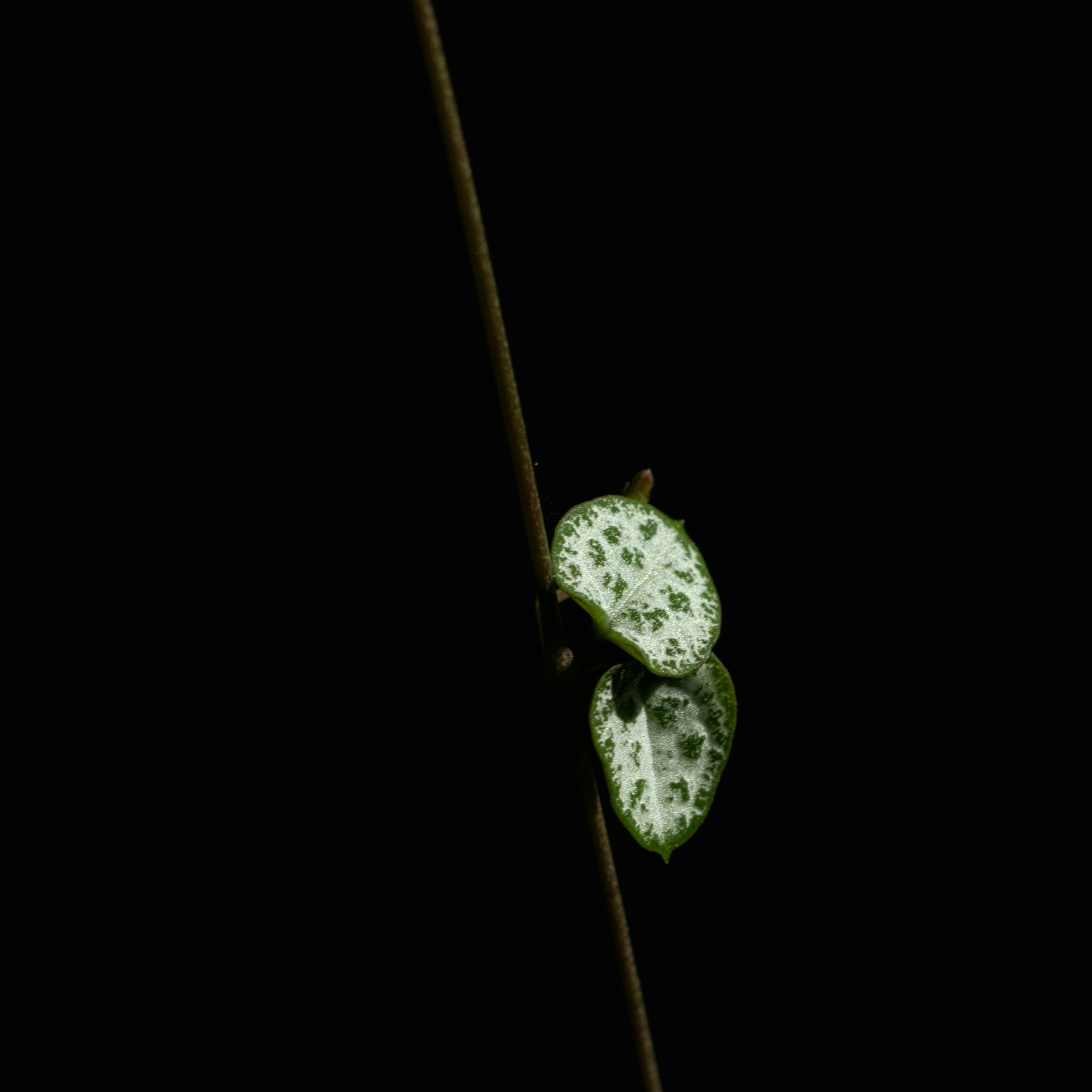 A thin vine with patterned leaves against black
