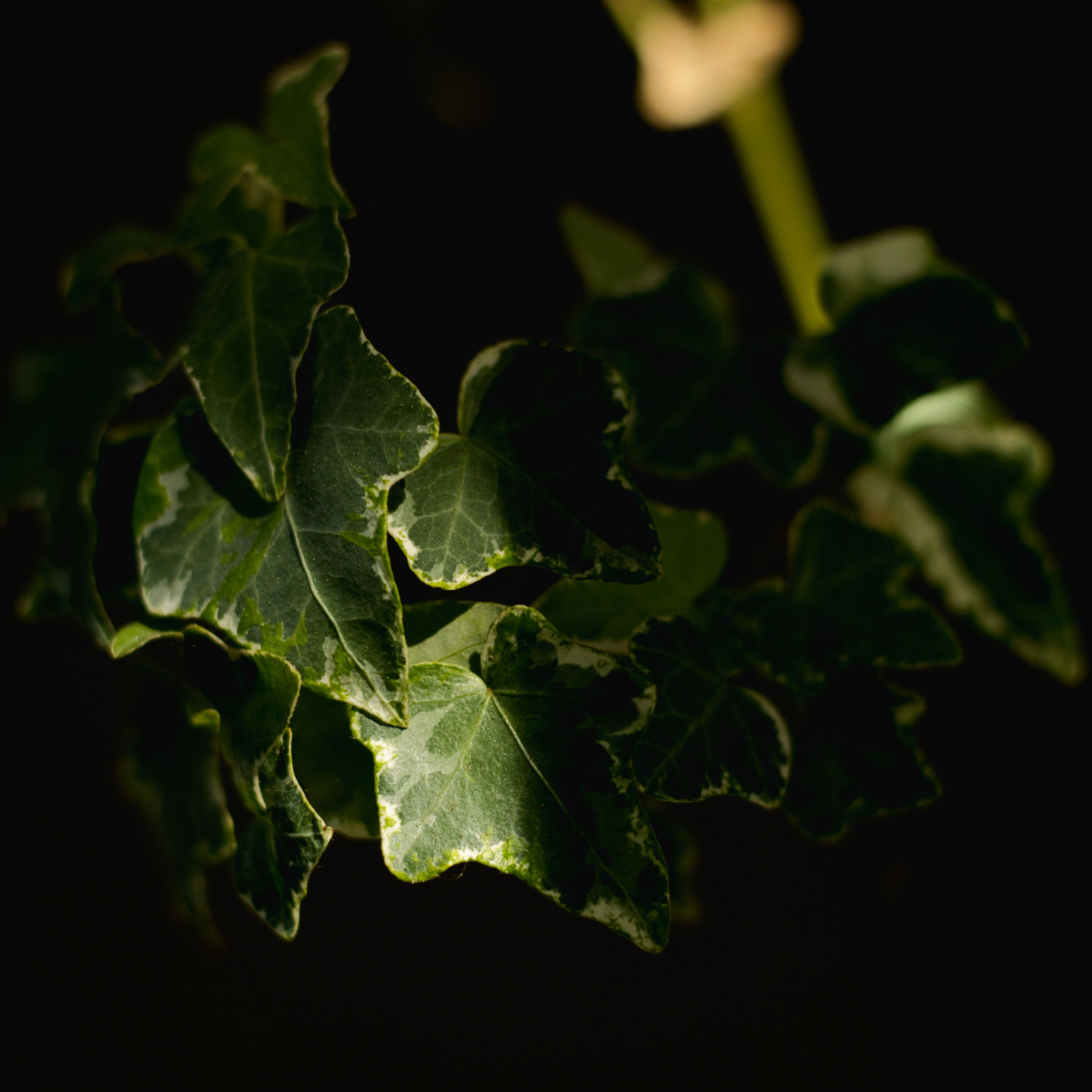 Variegated ivy leaves against a dark background.