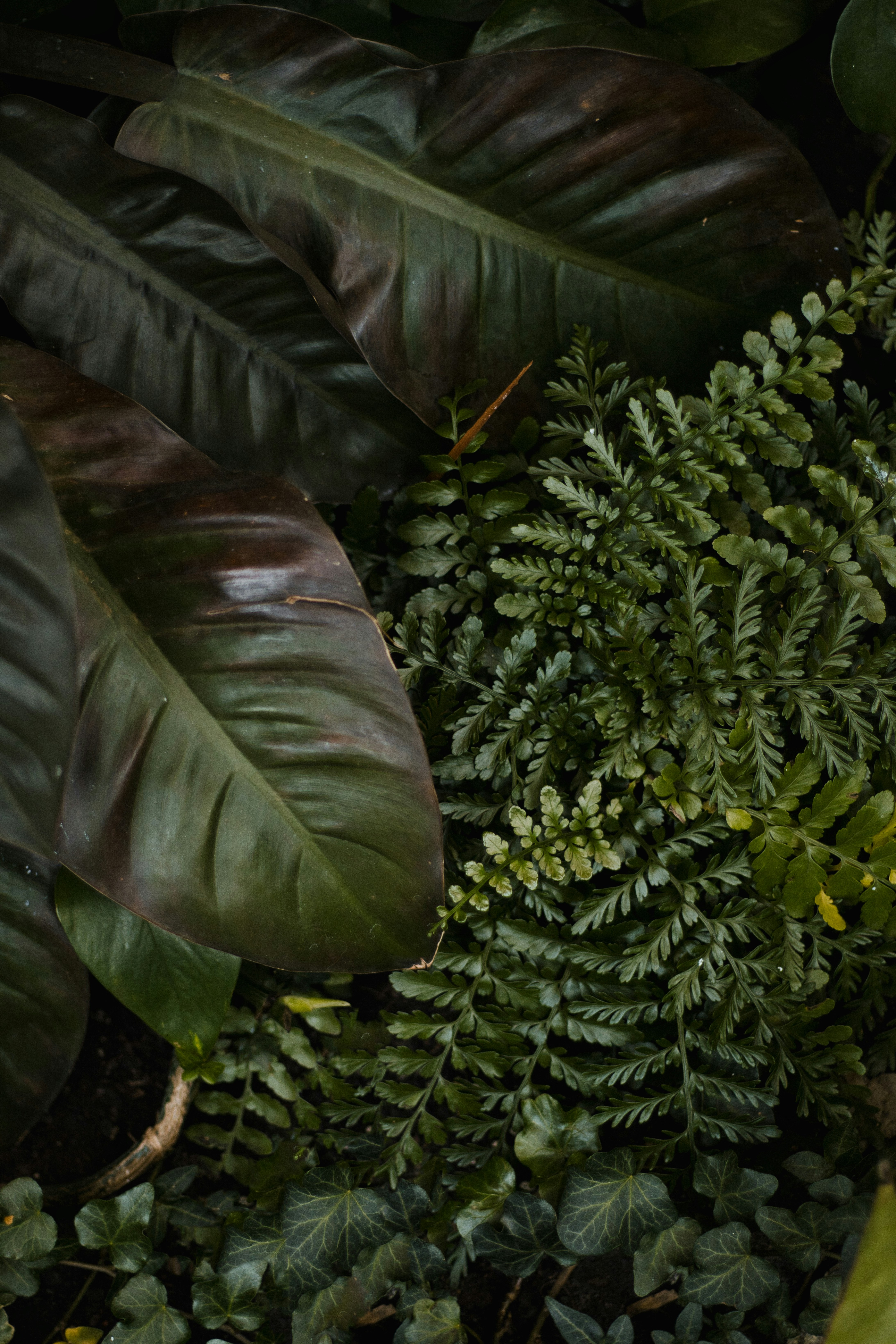 Dark green tropical leaves and ferns create lush foliage.