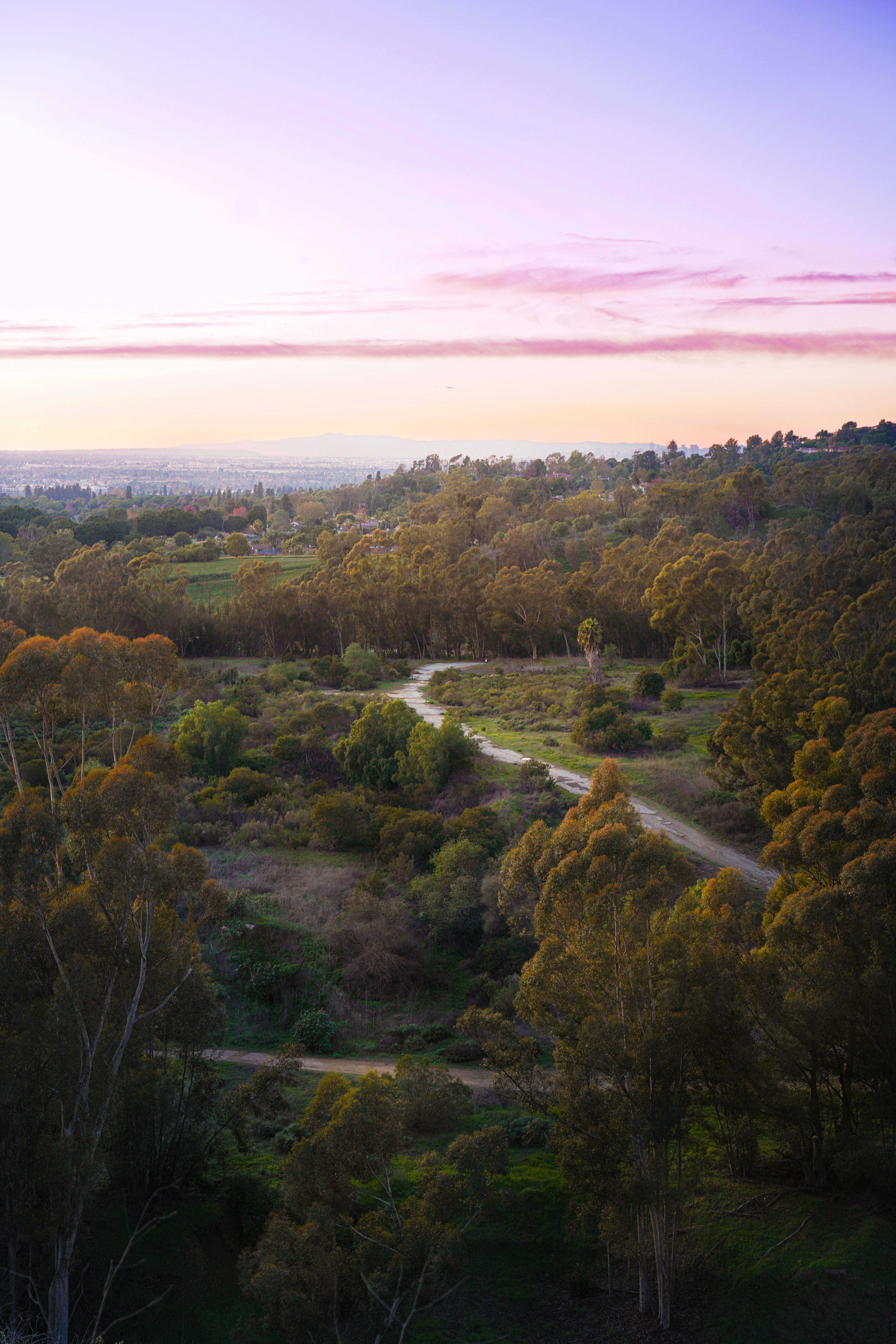 A winding dirt road through a wooded hillside at sunset.