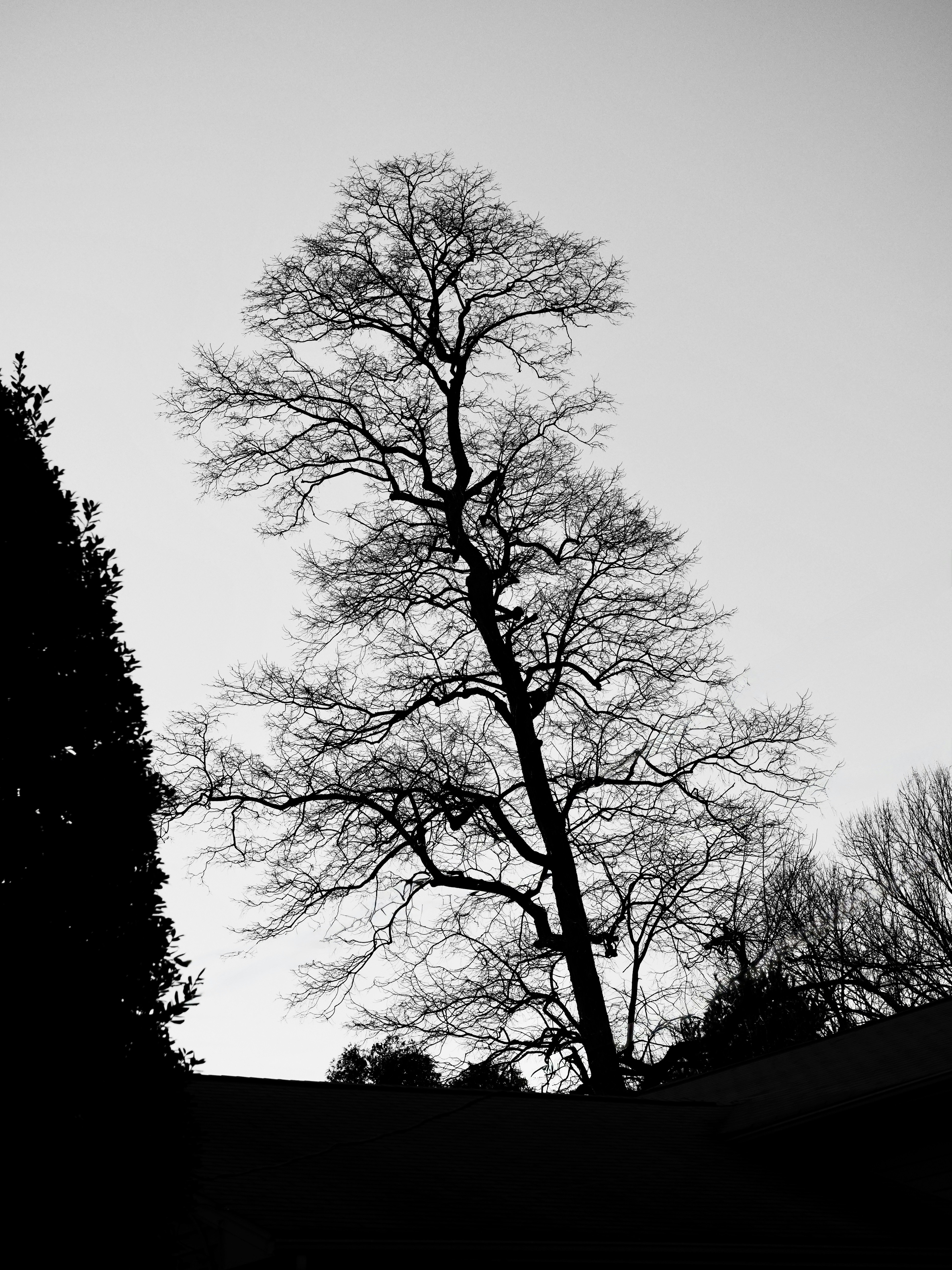 Bare tree branches against a pale sky