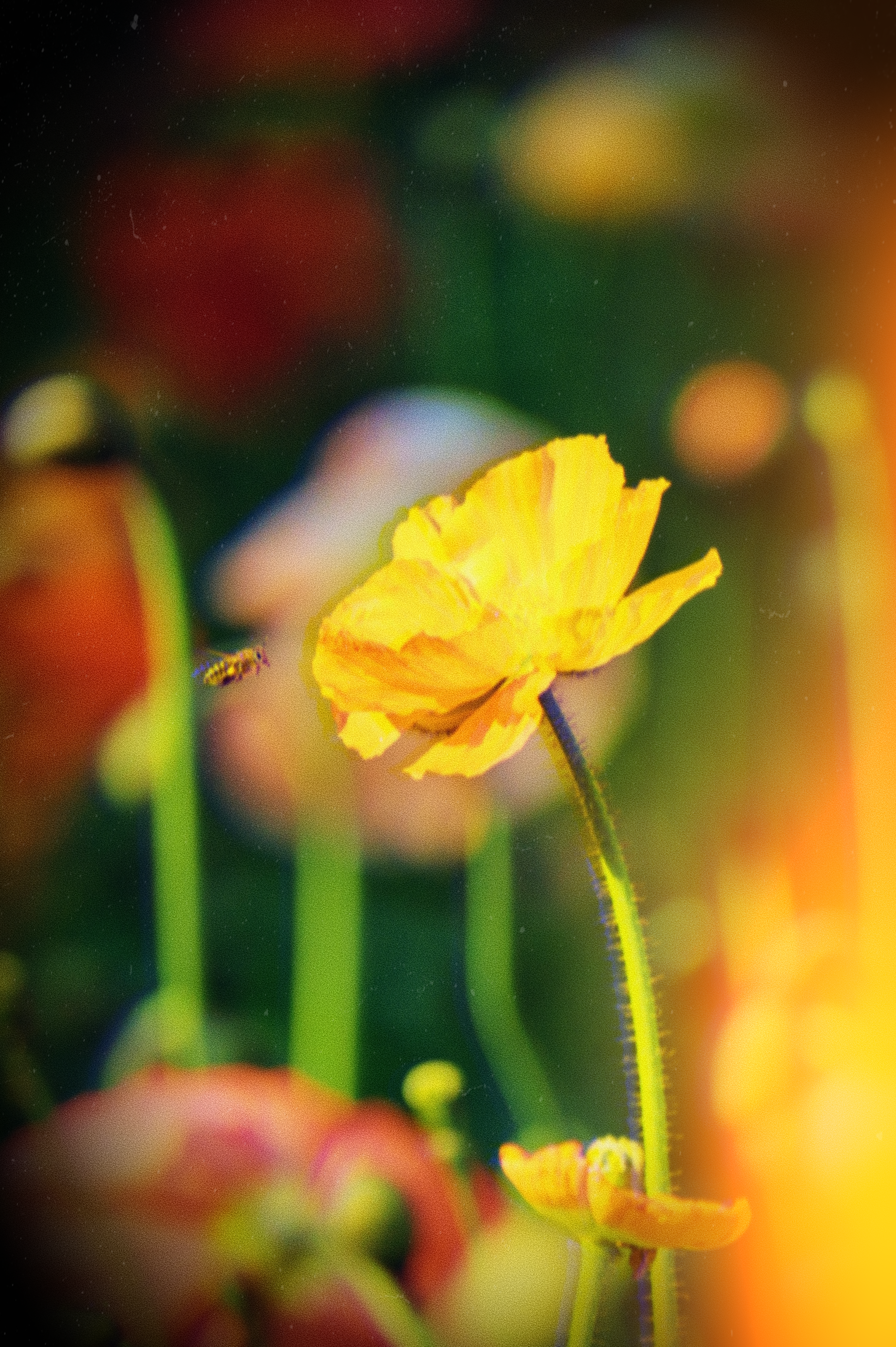 Photo by vincent_tint