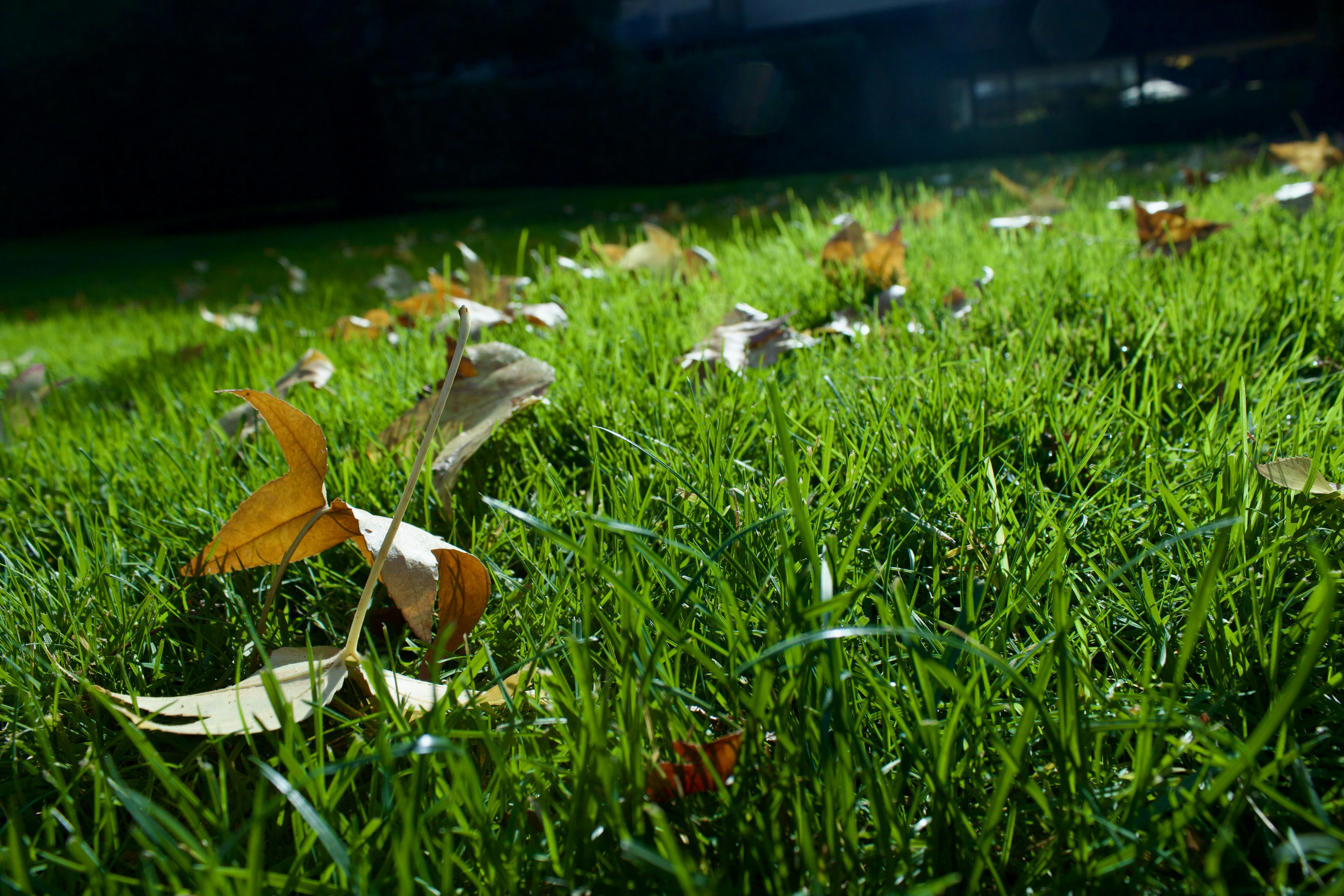 Fallen autumn leaves scattered across green grass.