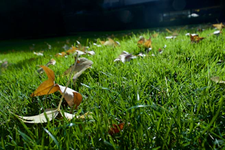 „Паднали есенни листа, разпръснати върху зелена трева преди пролетно почистване на градината.