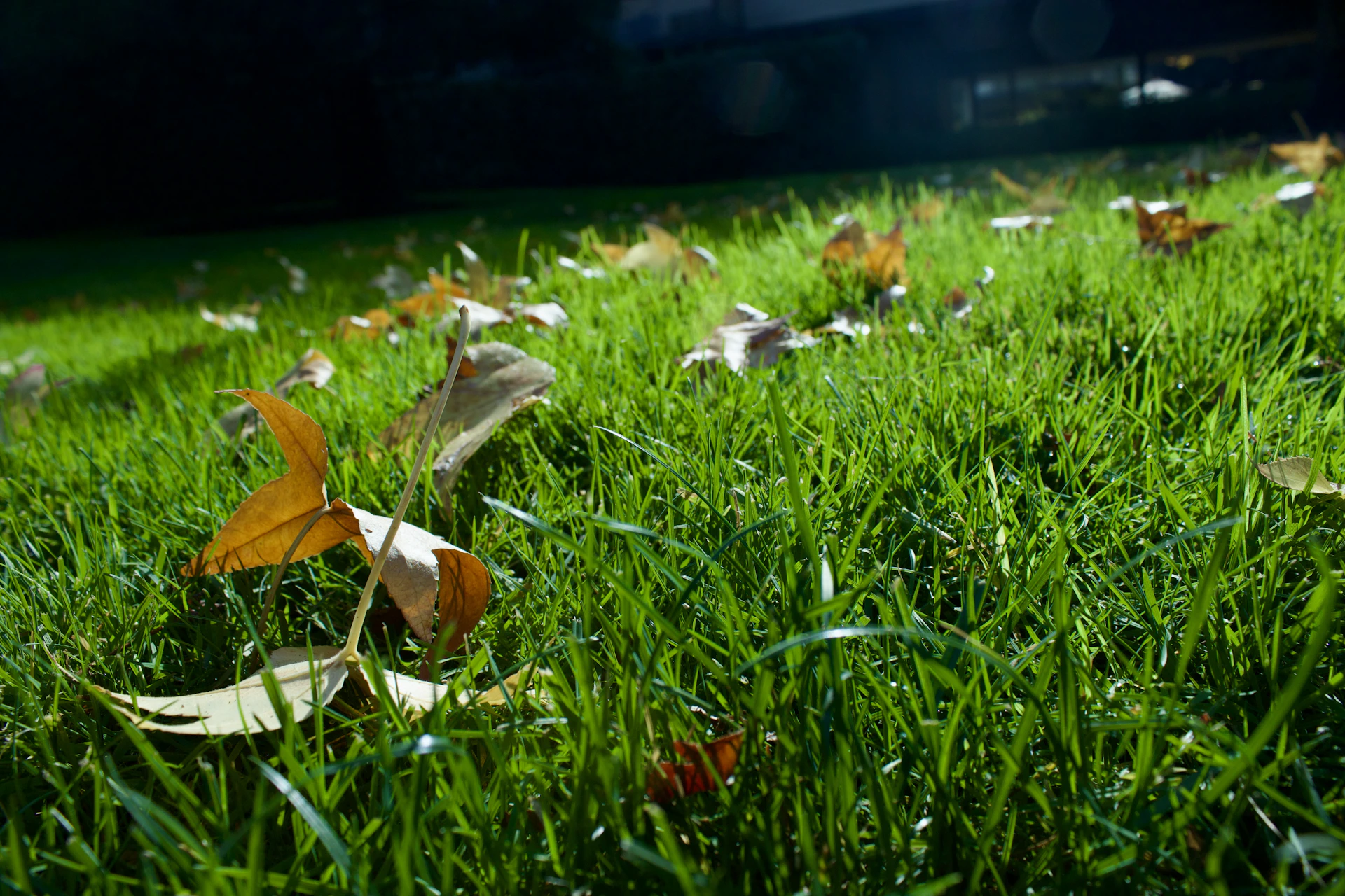 Fallen autumn leaves scattered across green grass.