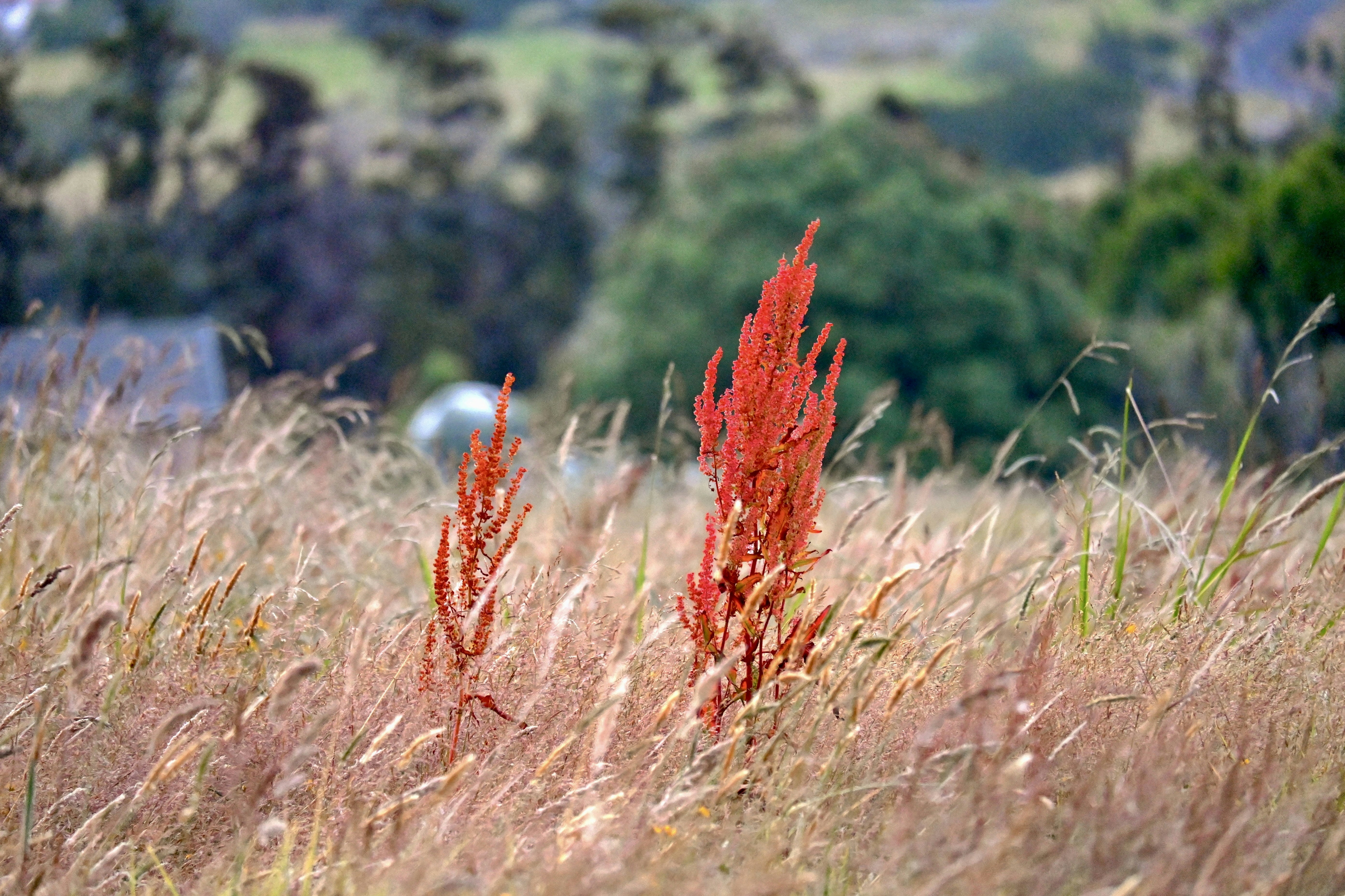 Dos plantas rojas en un campo de hierba seca