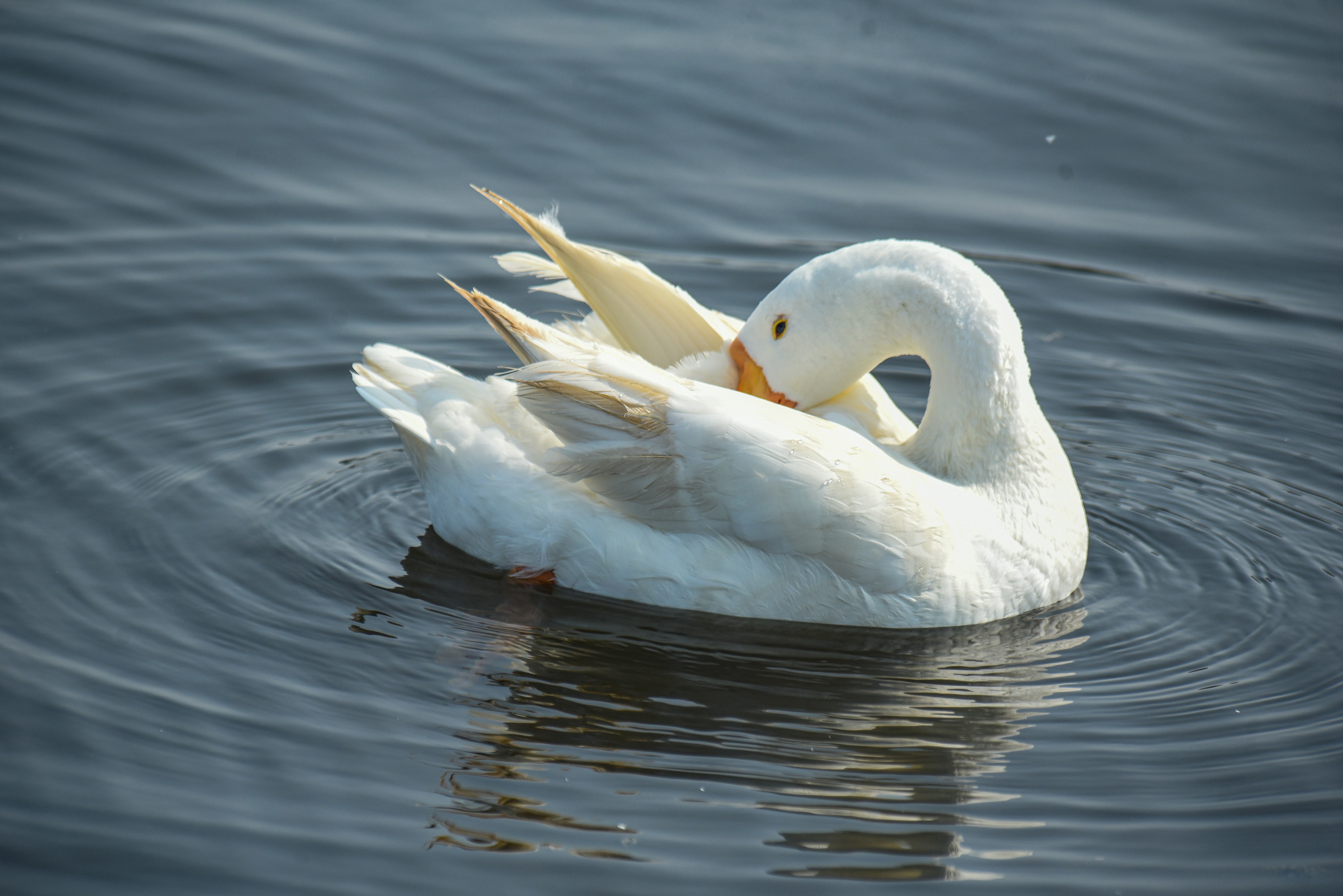 Photo by srivastavankit