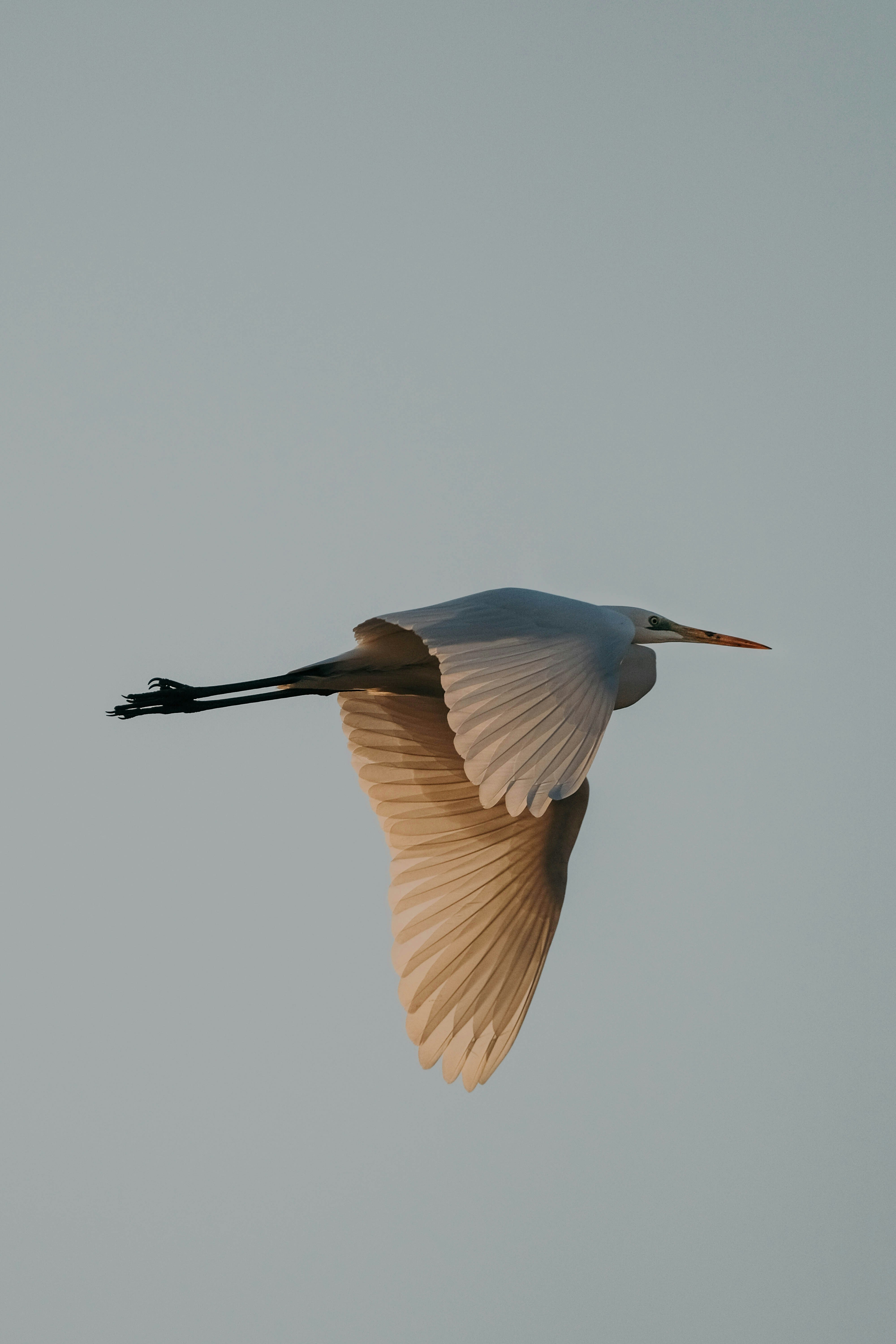 A great egret in flight against a pale sky