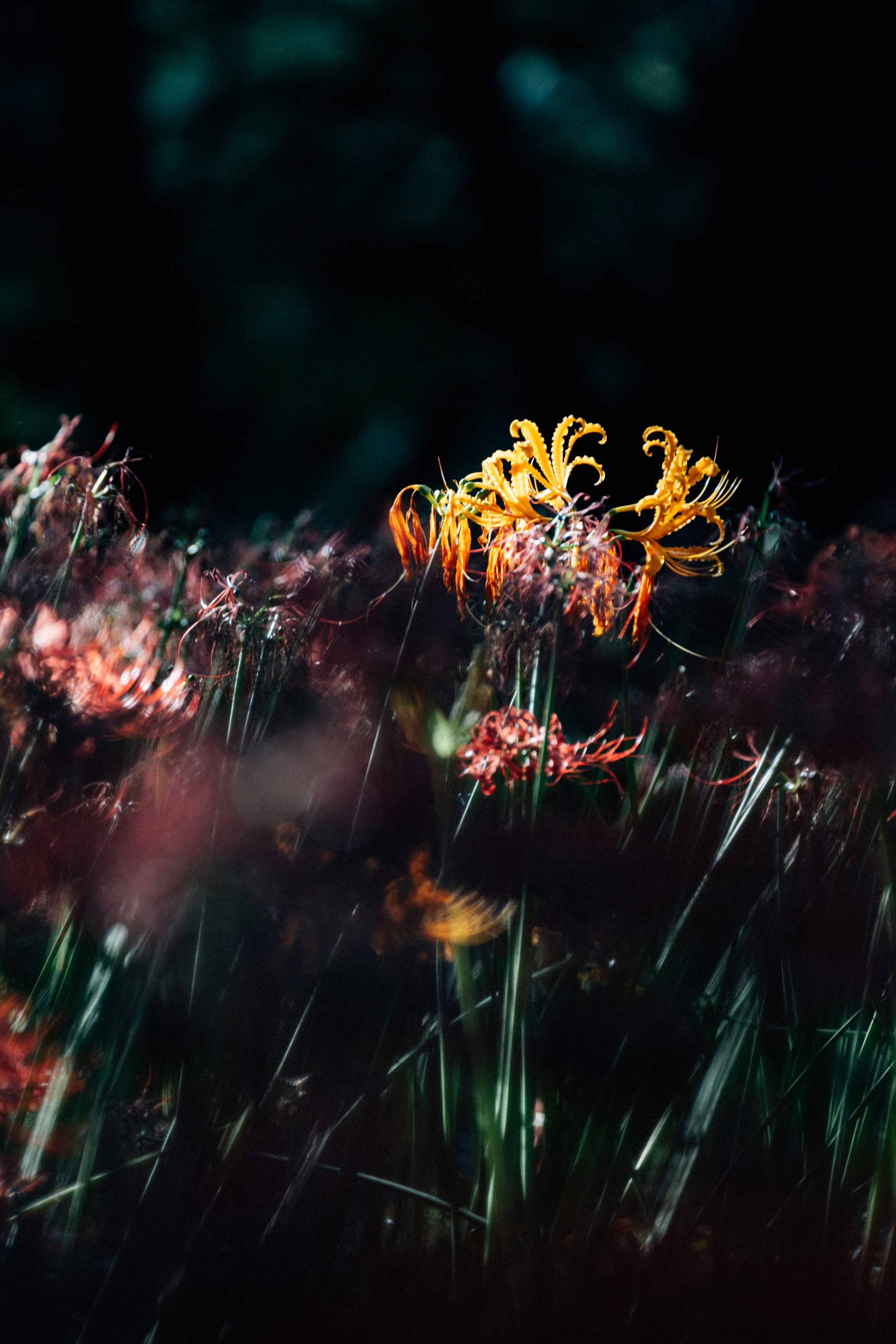 Photo by tsuyoshikozu