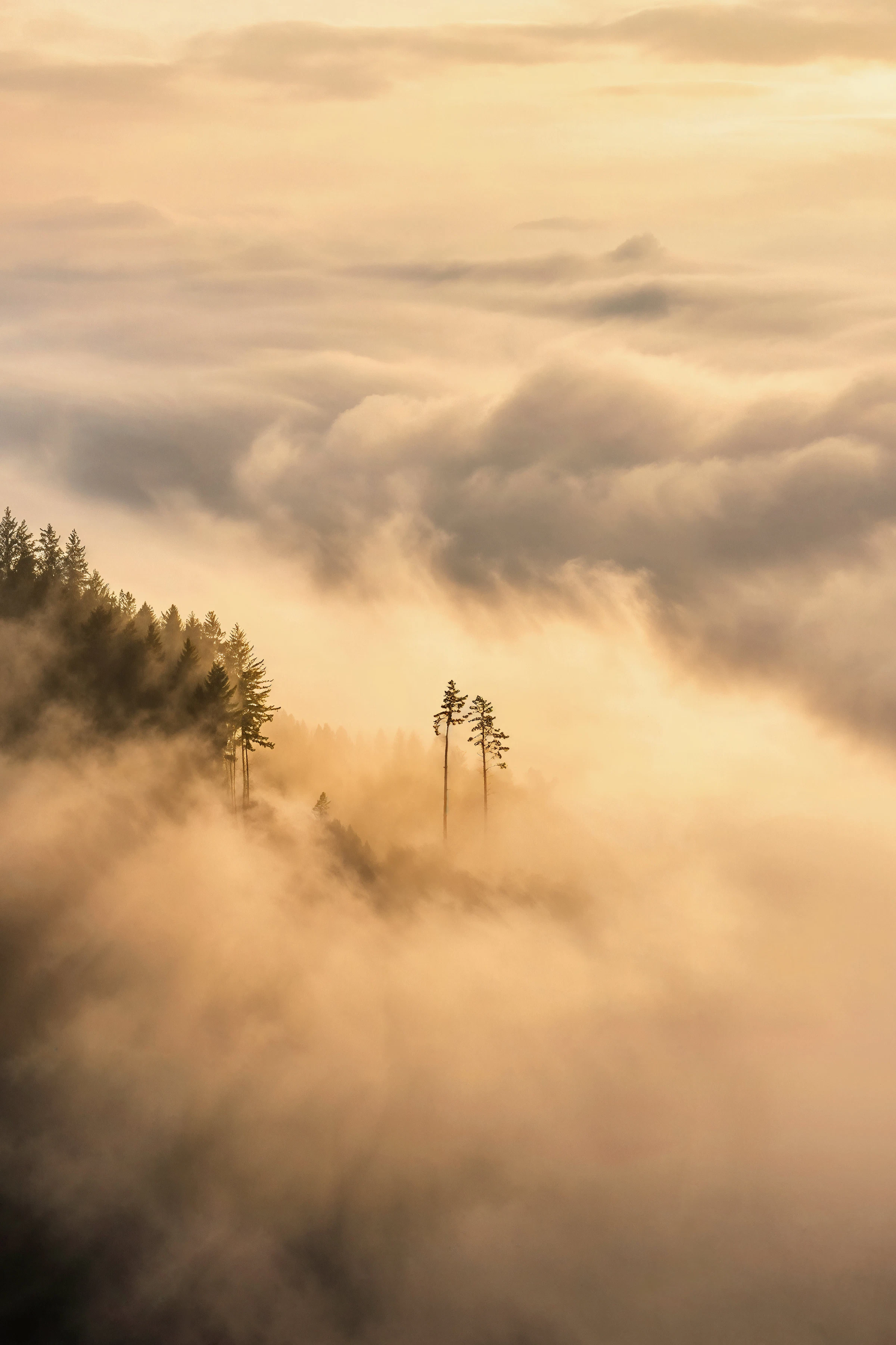 Soft morning mist and gentle golden light through a quiet forest