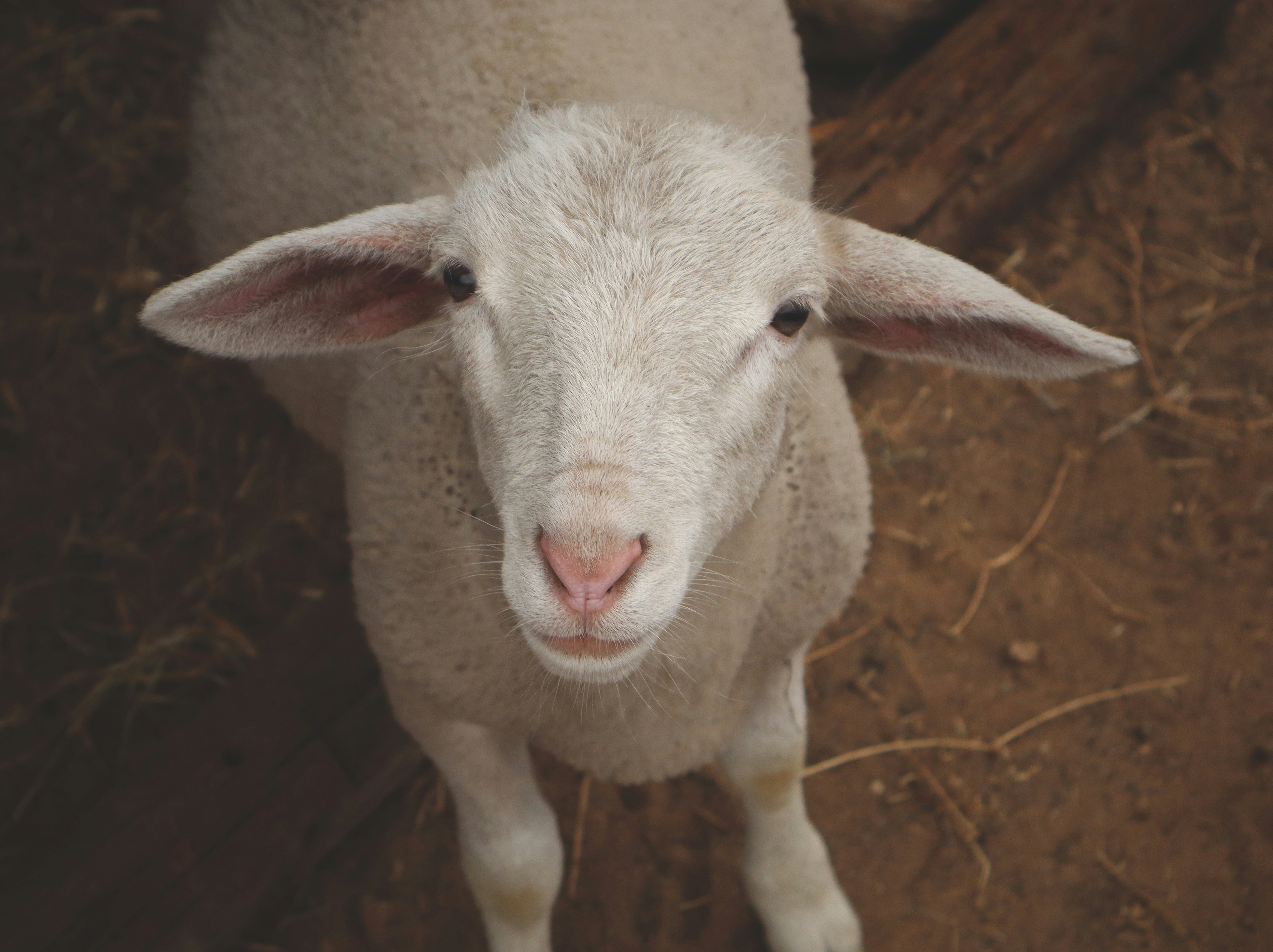 Photo by spoachthedog