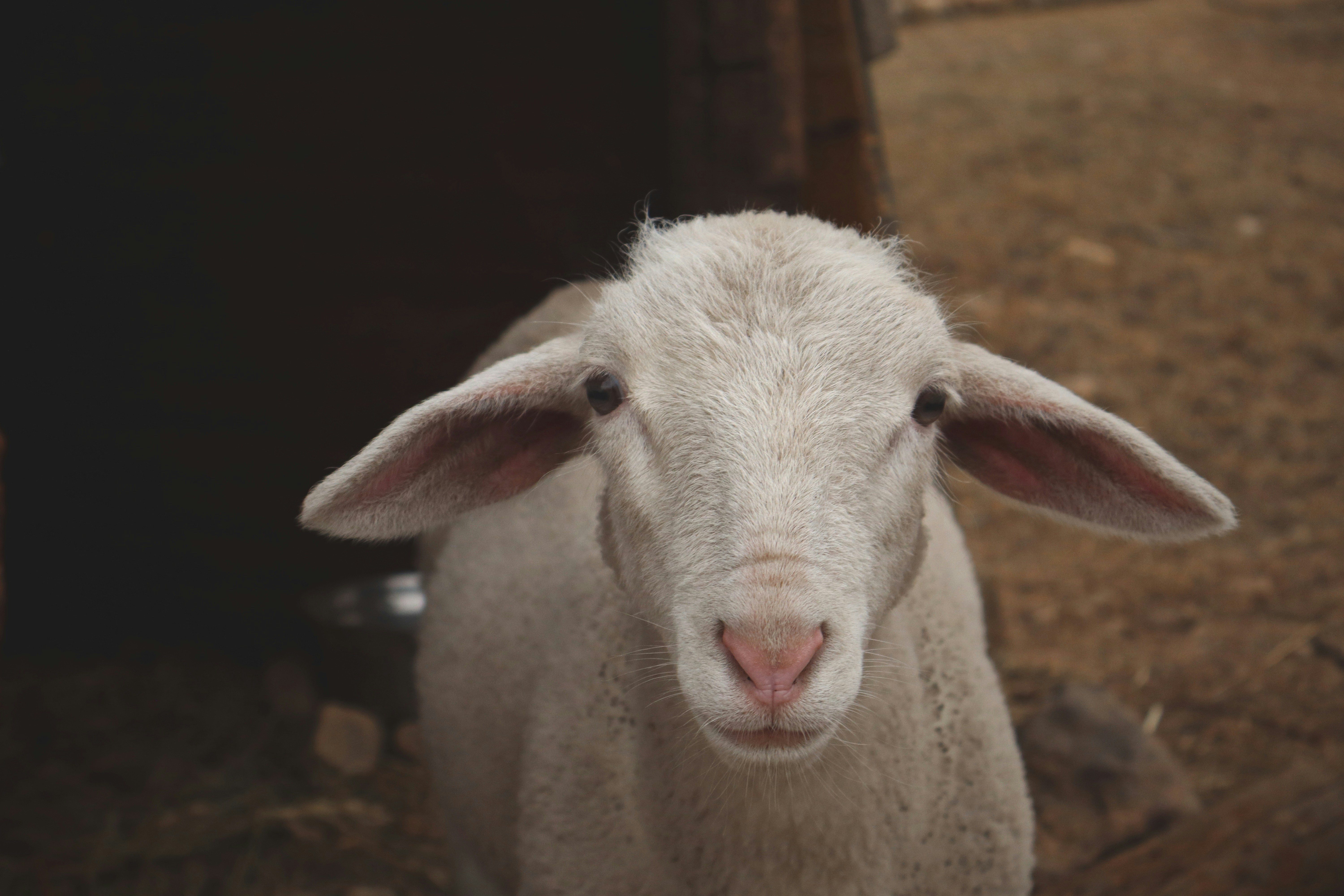 Photo by spoachthedog