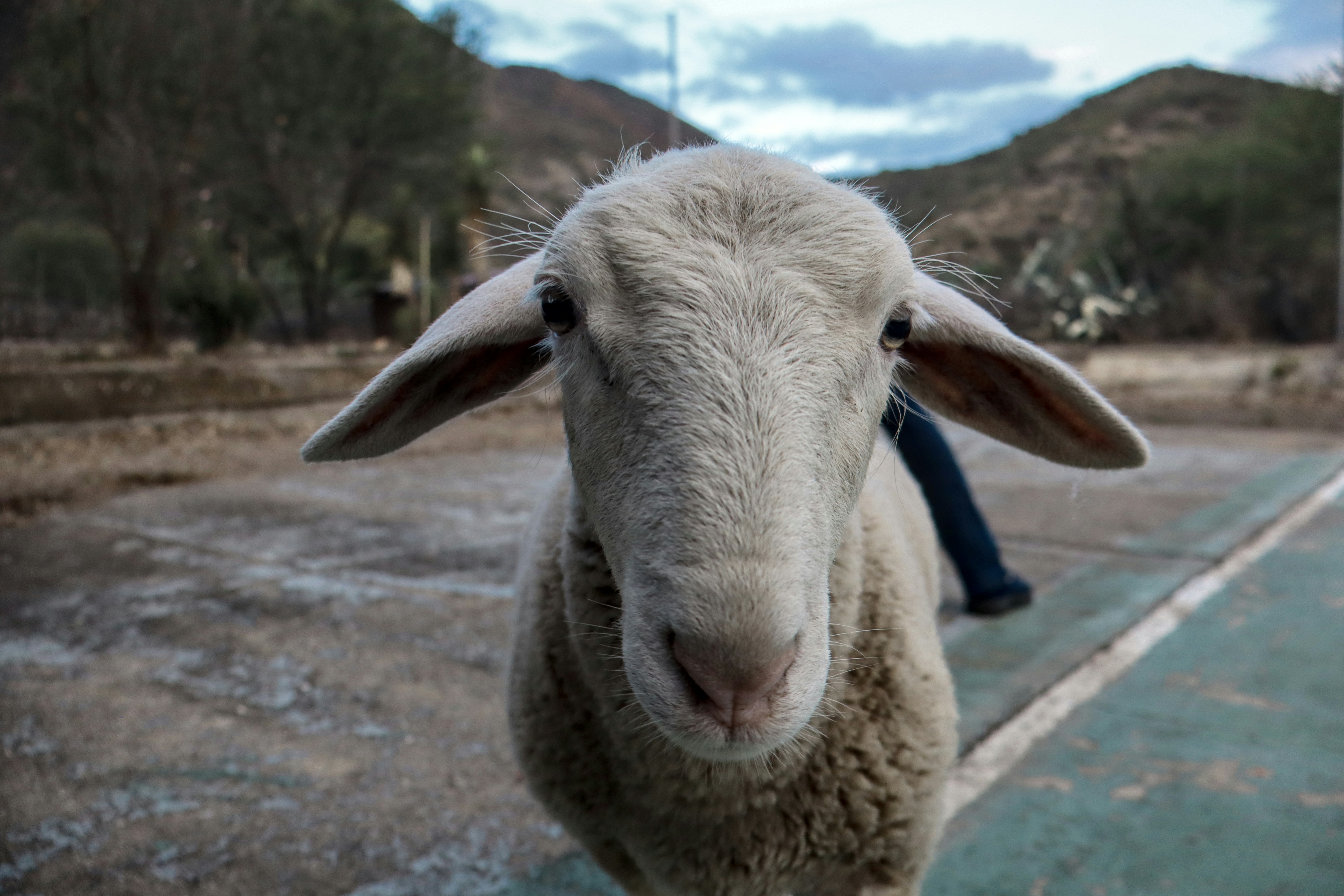 Photo by spoachthedog