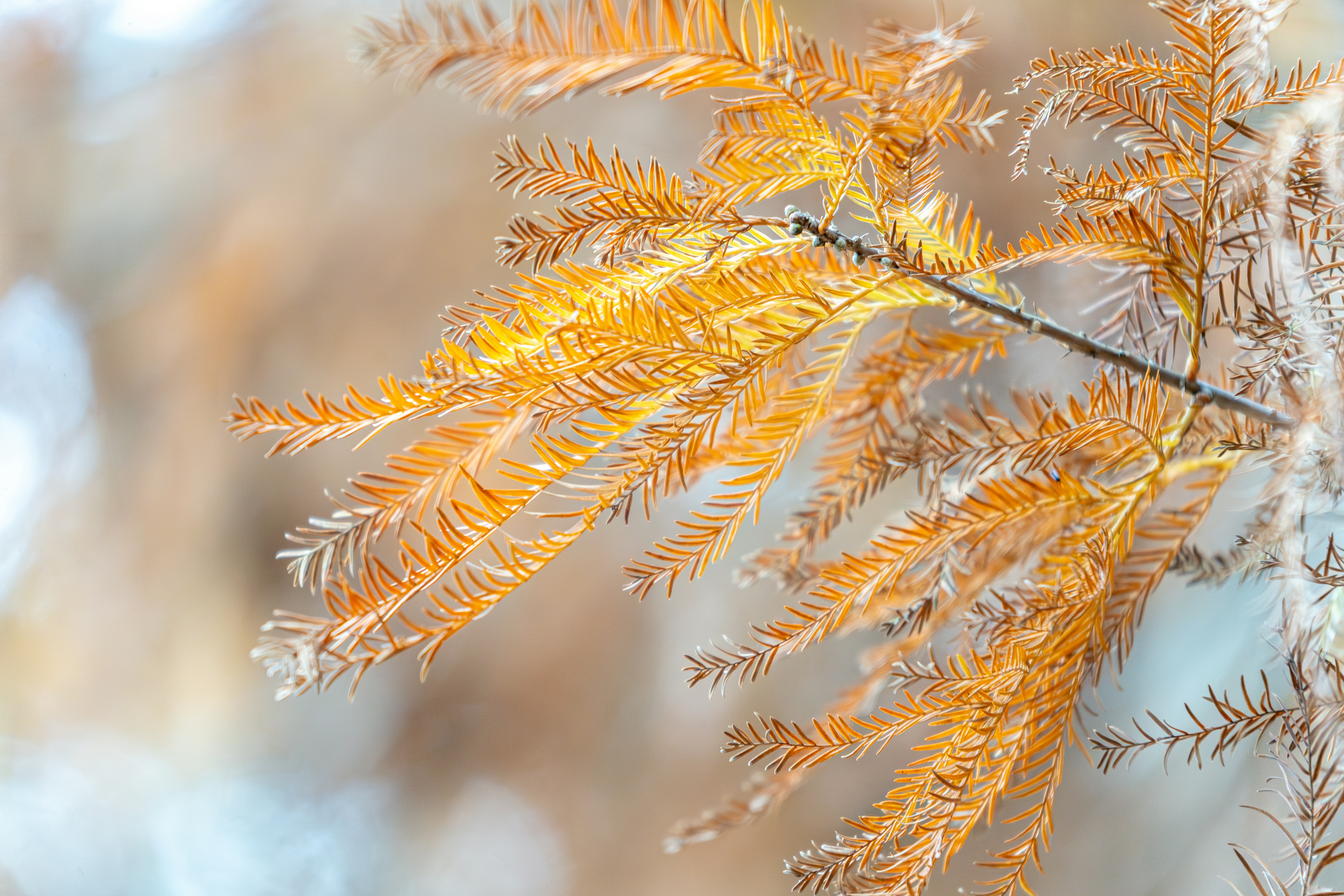 Golden pine needles on a branch in autumn