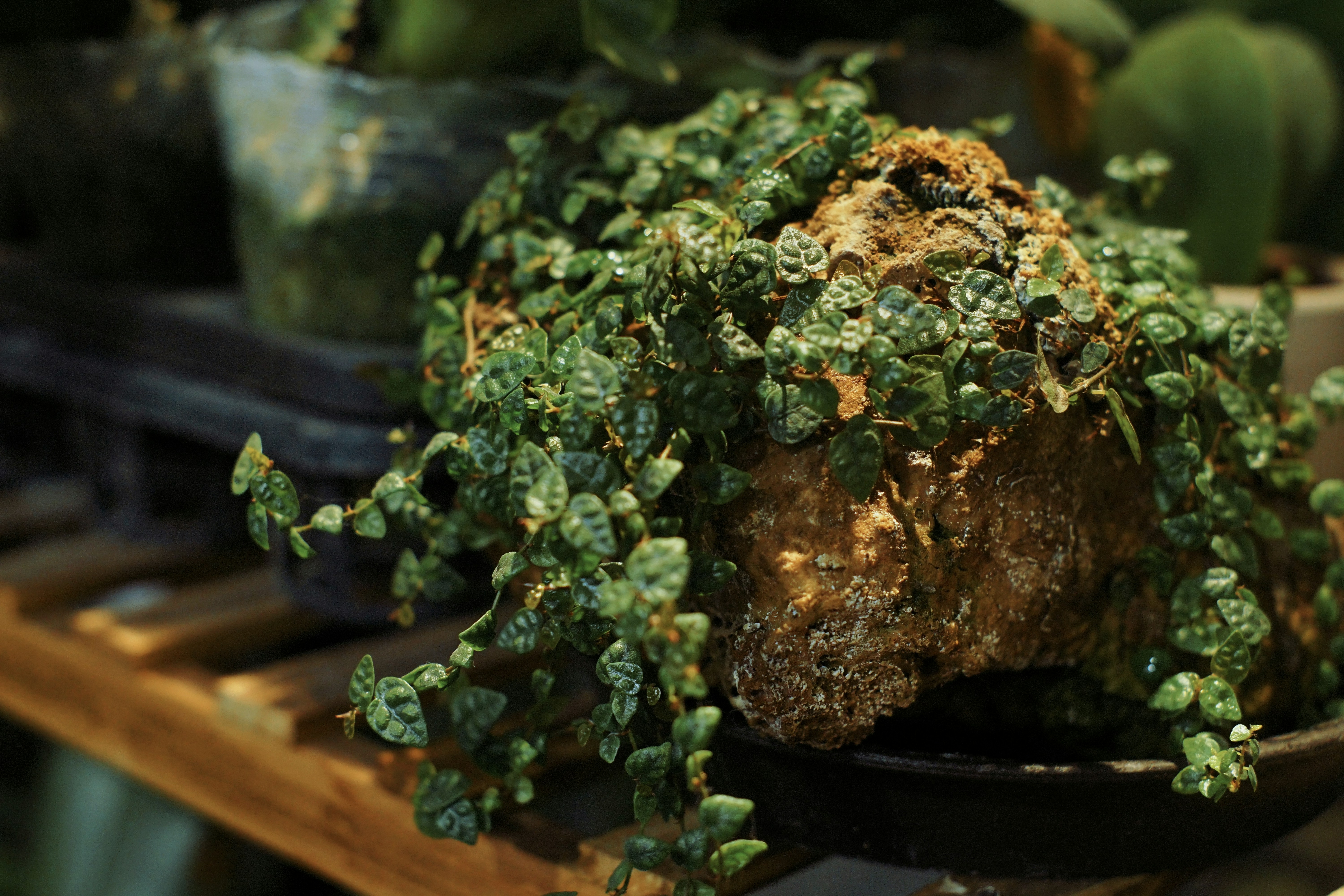 A small green plant growing on a rock.