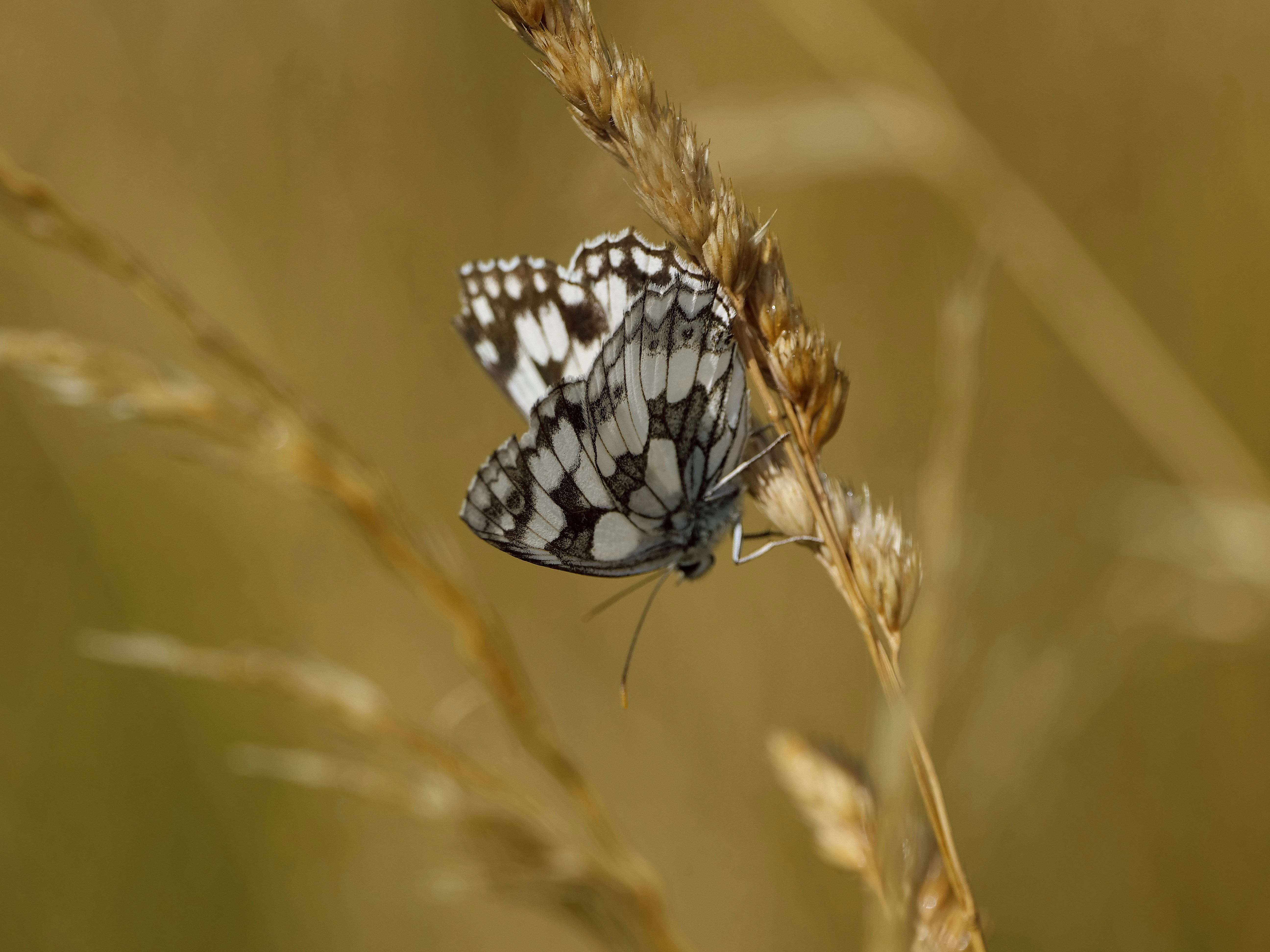 Photo by balmy_sunset