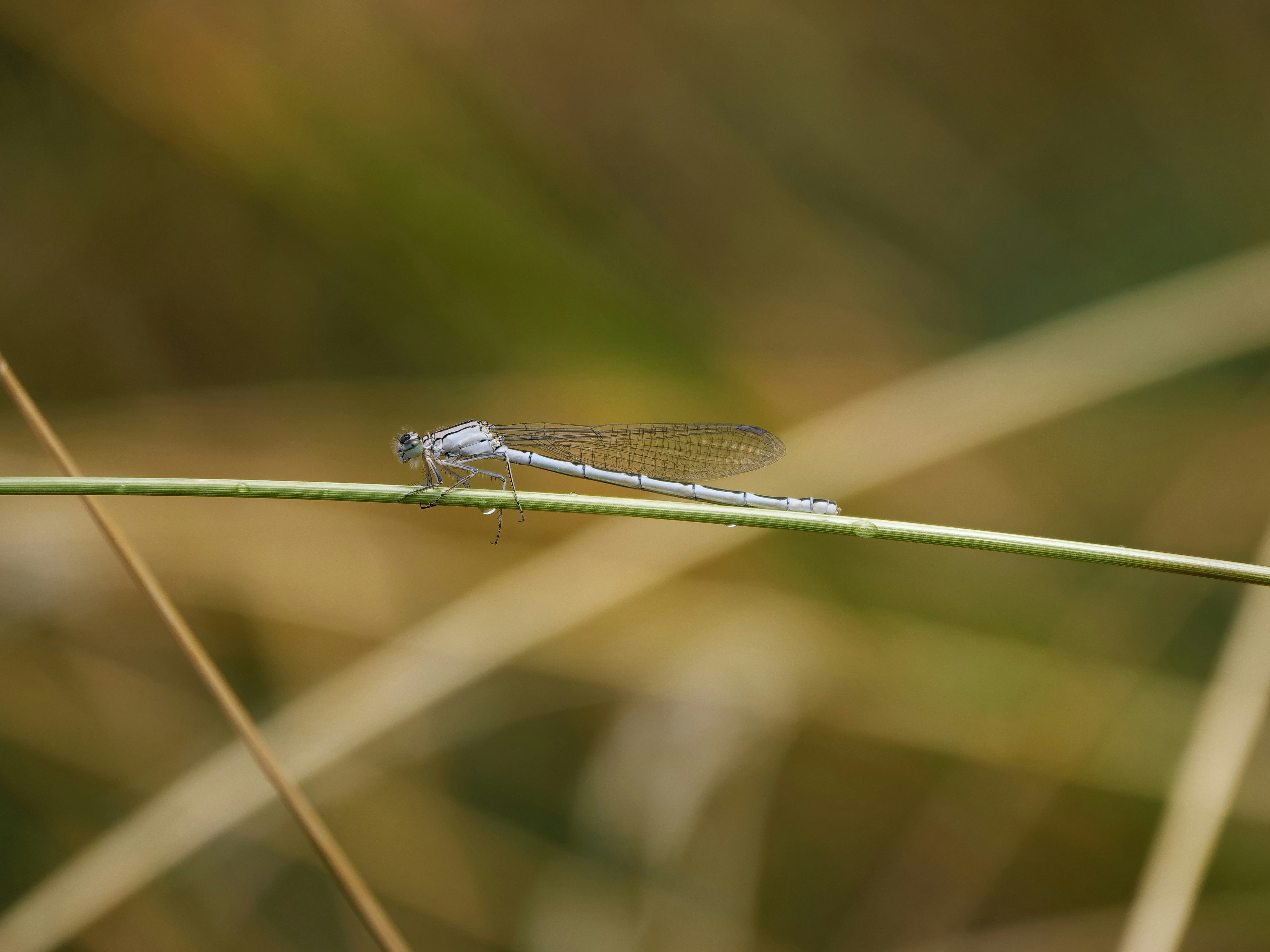 Photo by balmy_sunset