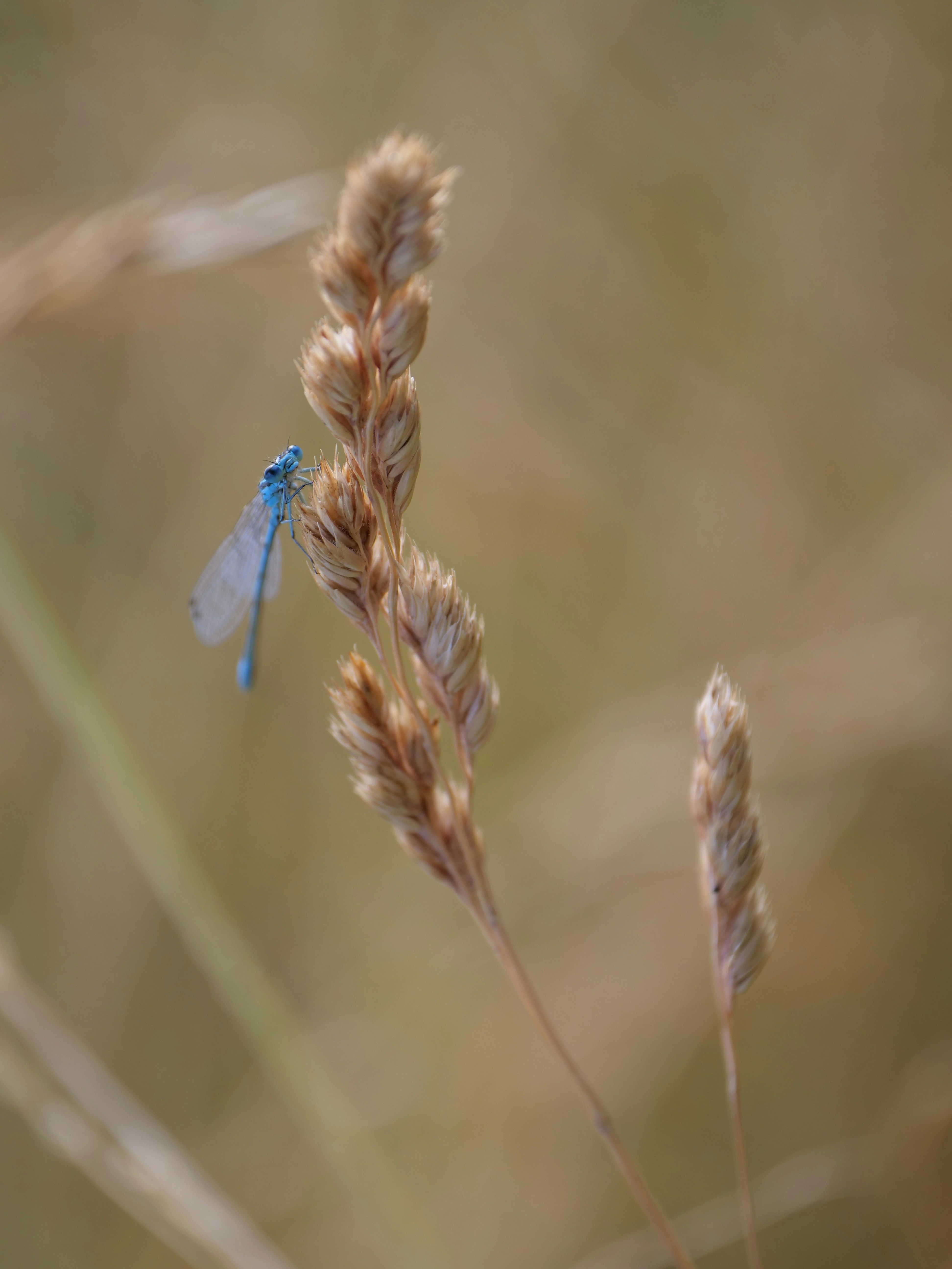 Photo by balmy_sunset