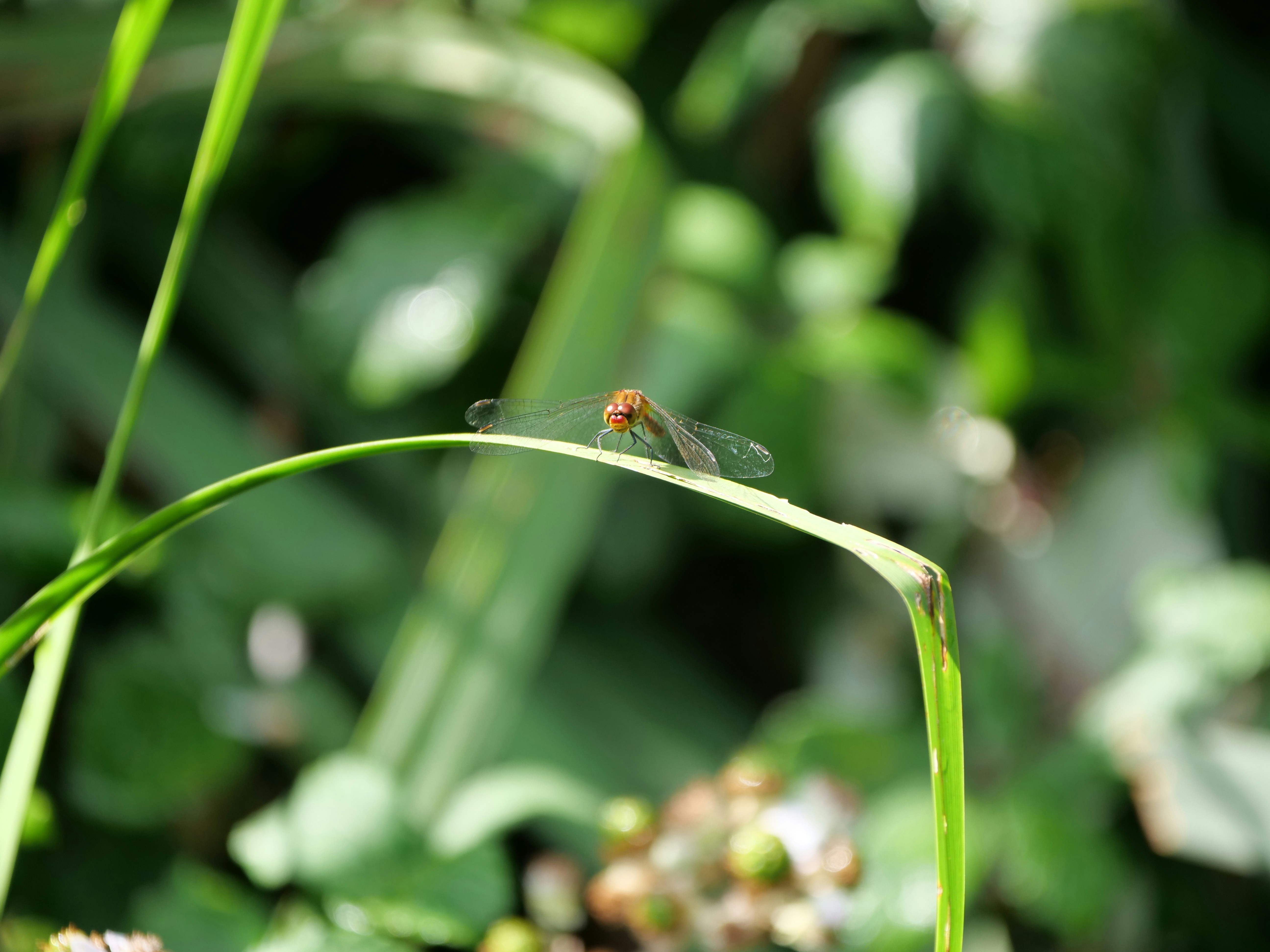 Photo by balmy_sunset