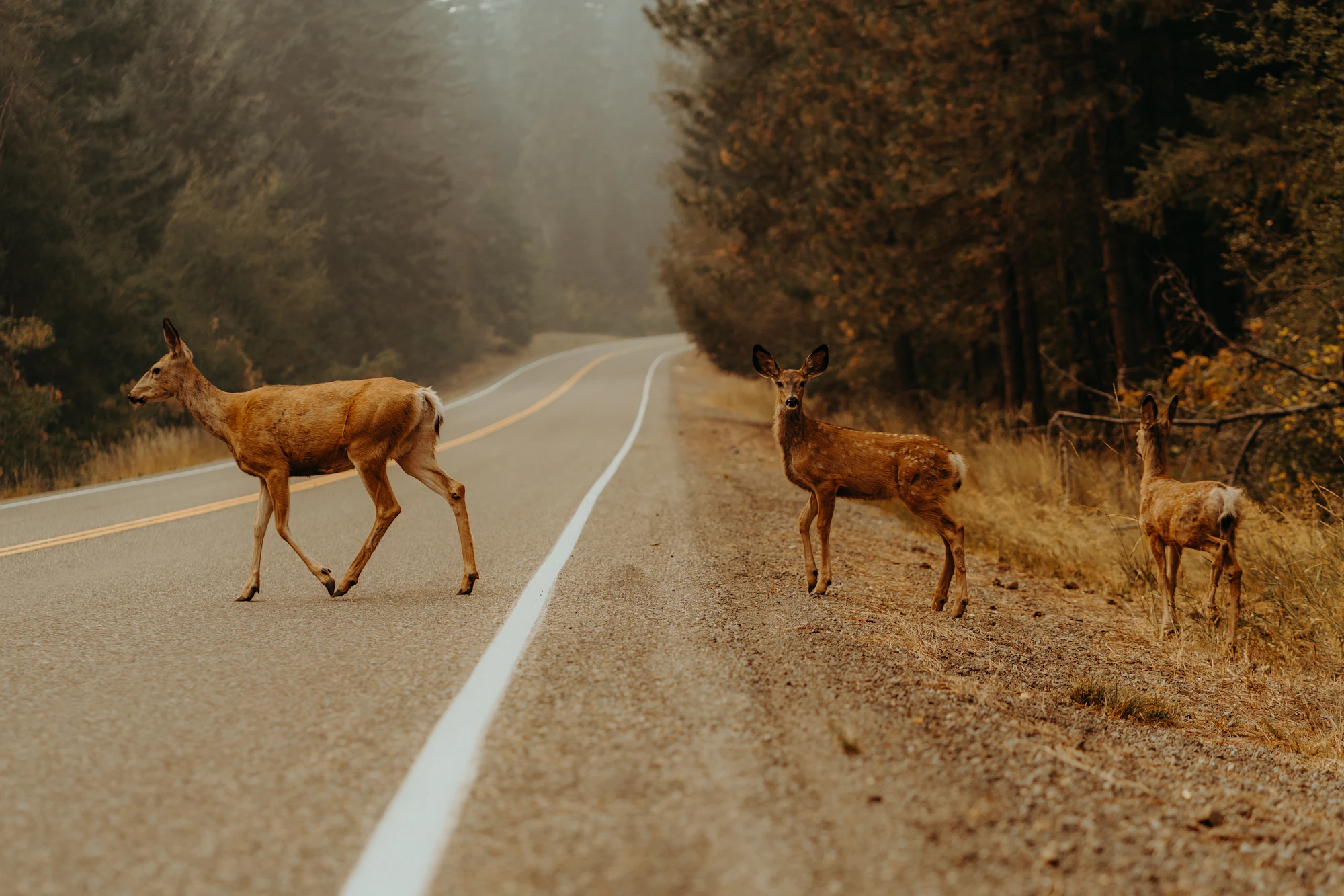 A deer crossing a road surrounded by forest.