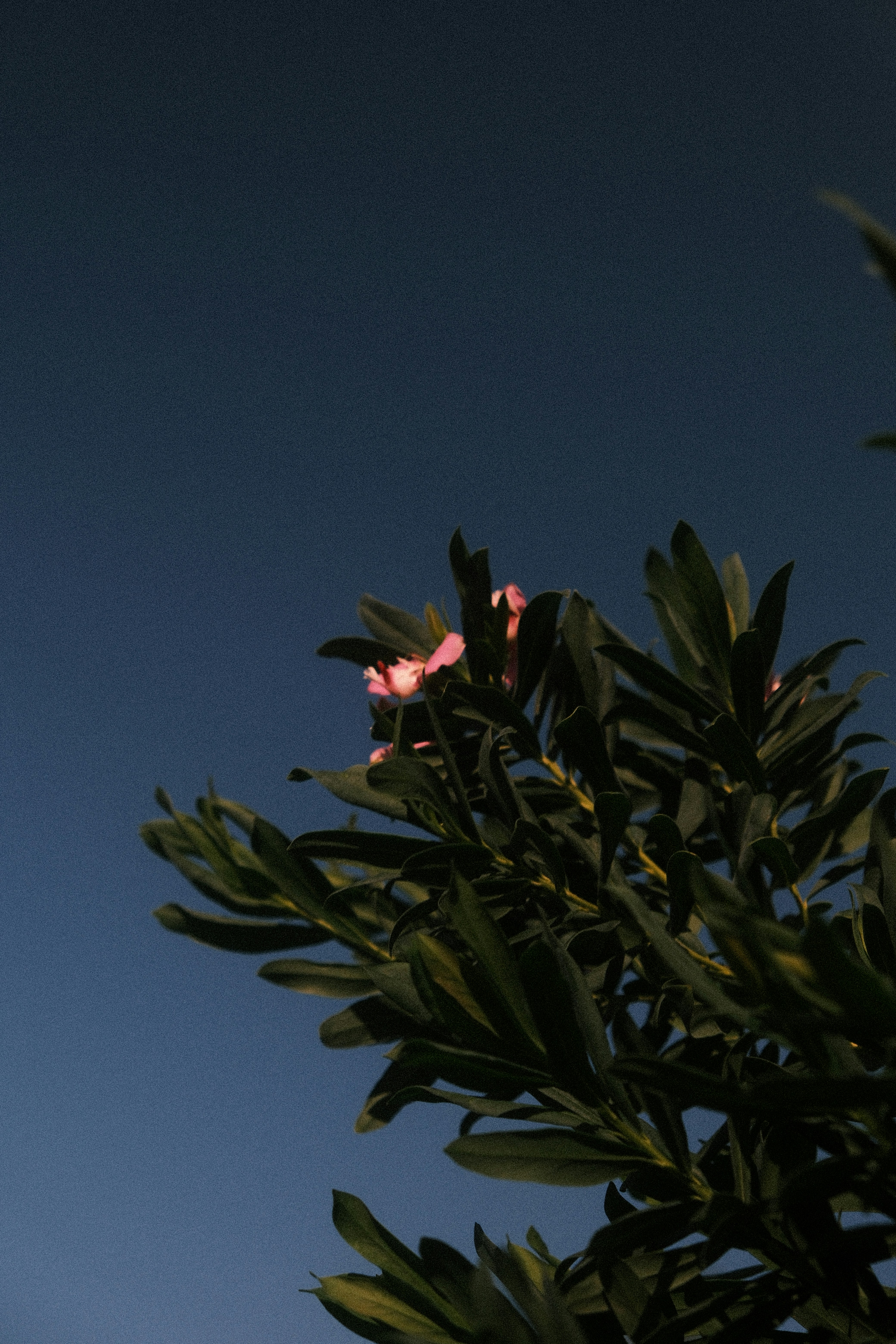 Pink flowers on a dark green bush against blue sky