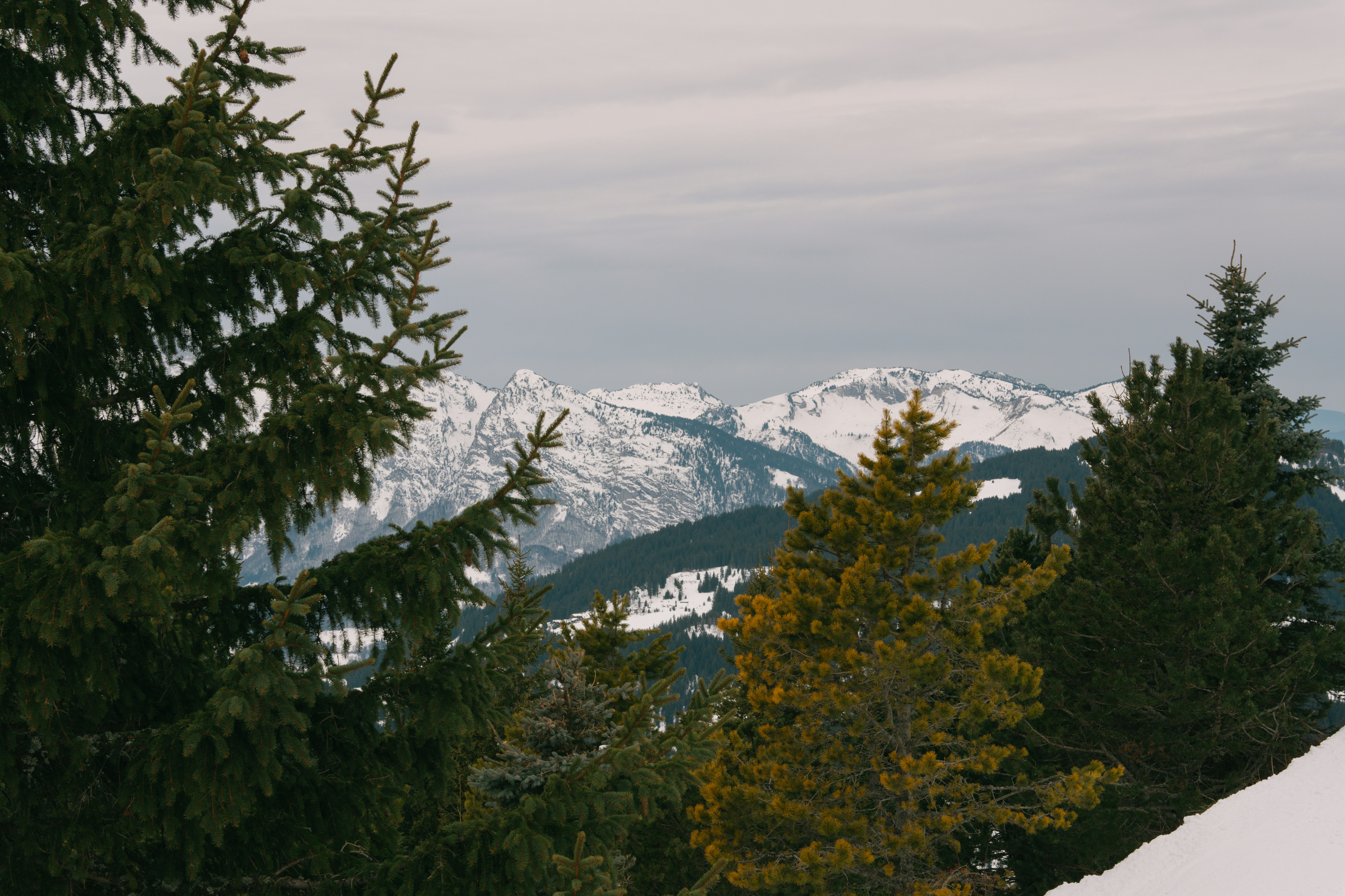 Snowy mountain range seen through pine trees