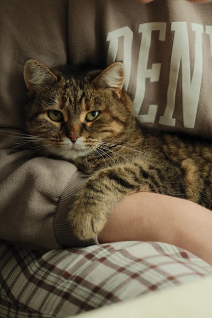 A tabby cat rests comfortably in someone's arms.