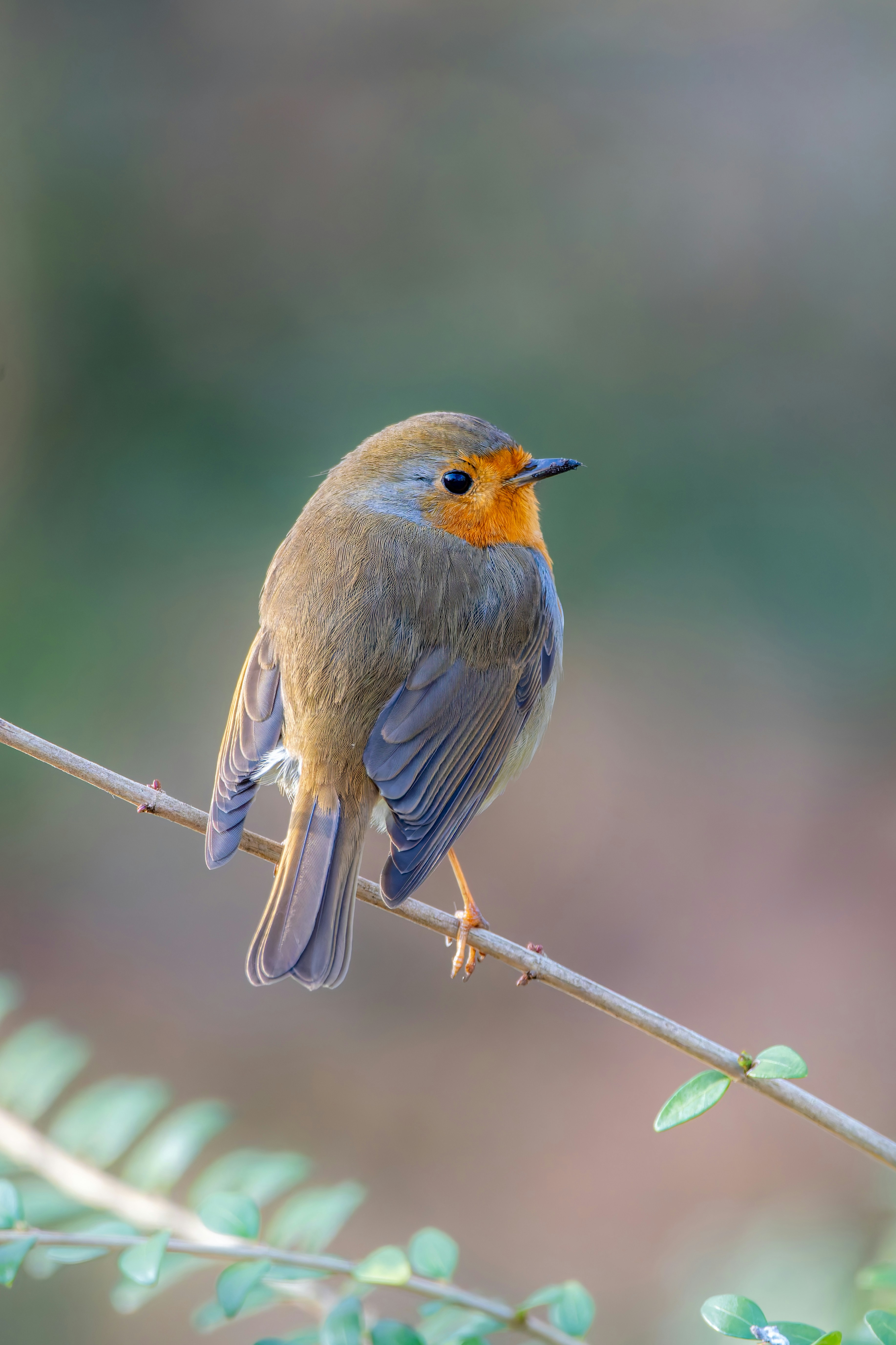 Photo by siegfriedpoepperl