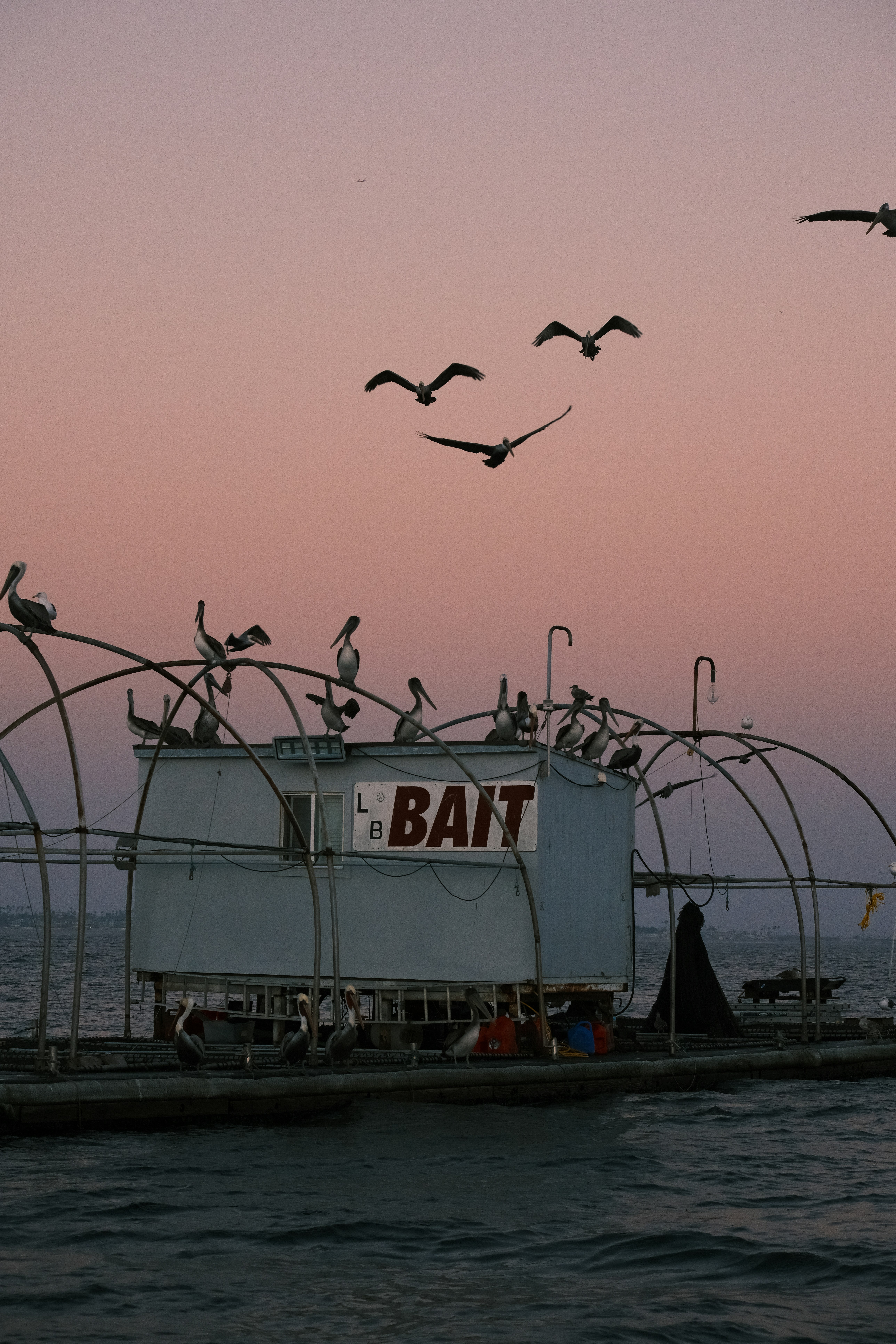 Los pelícanos se posan en una caseta de cebos con el cielo al atardecer.