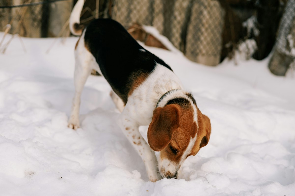 Beagle sniffing snow in a backyard - extra large heated outdoor dog bowl