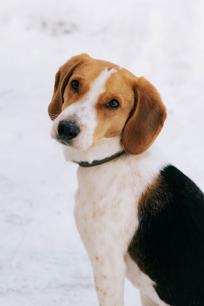 A tricolor Beagle with classic stubborn-hound expression, representing the breed-specific behavior challenges independent dogs present