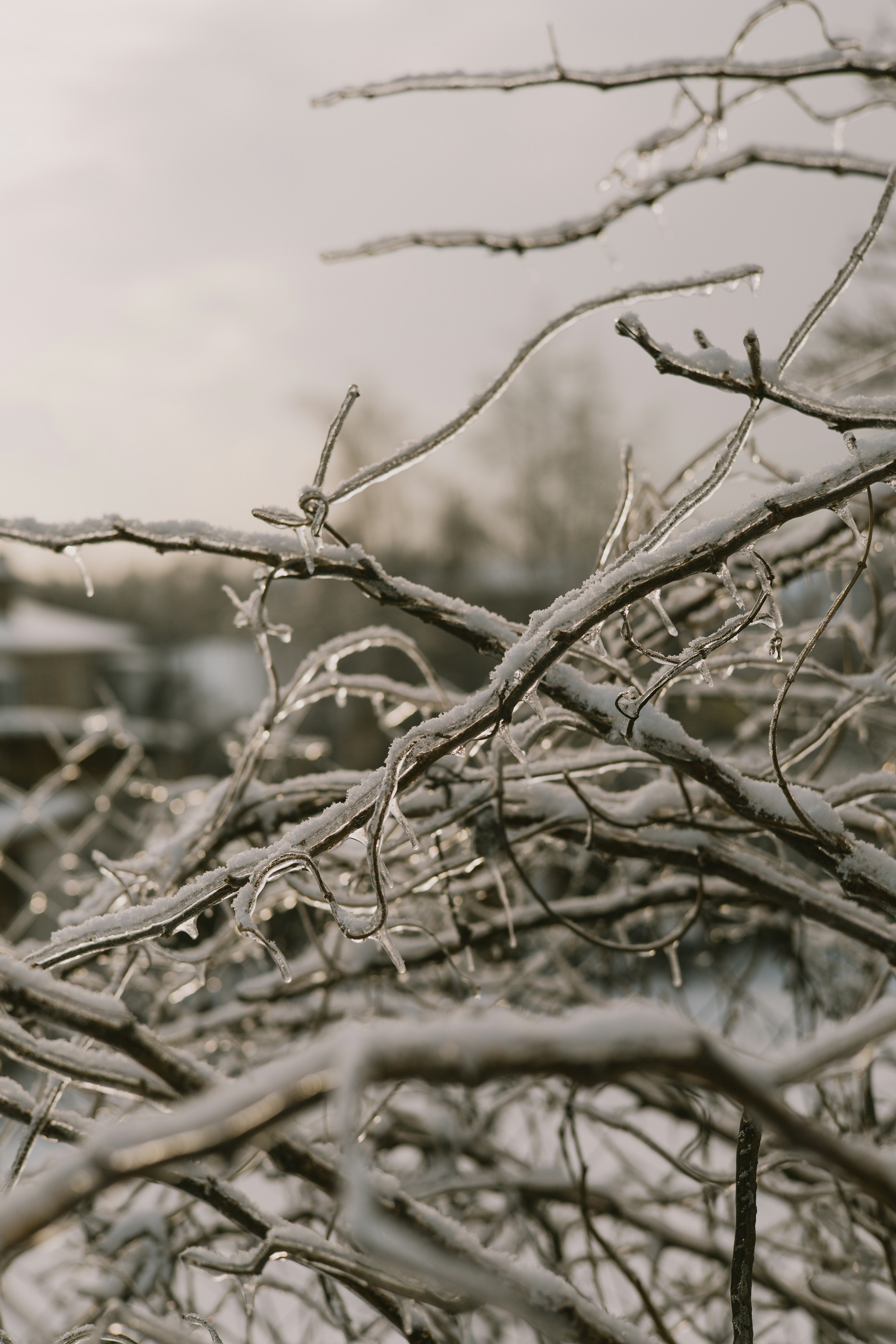 Tree branches covered in ice after a storm