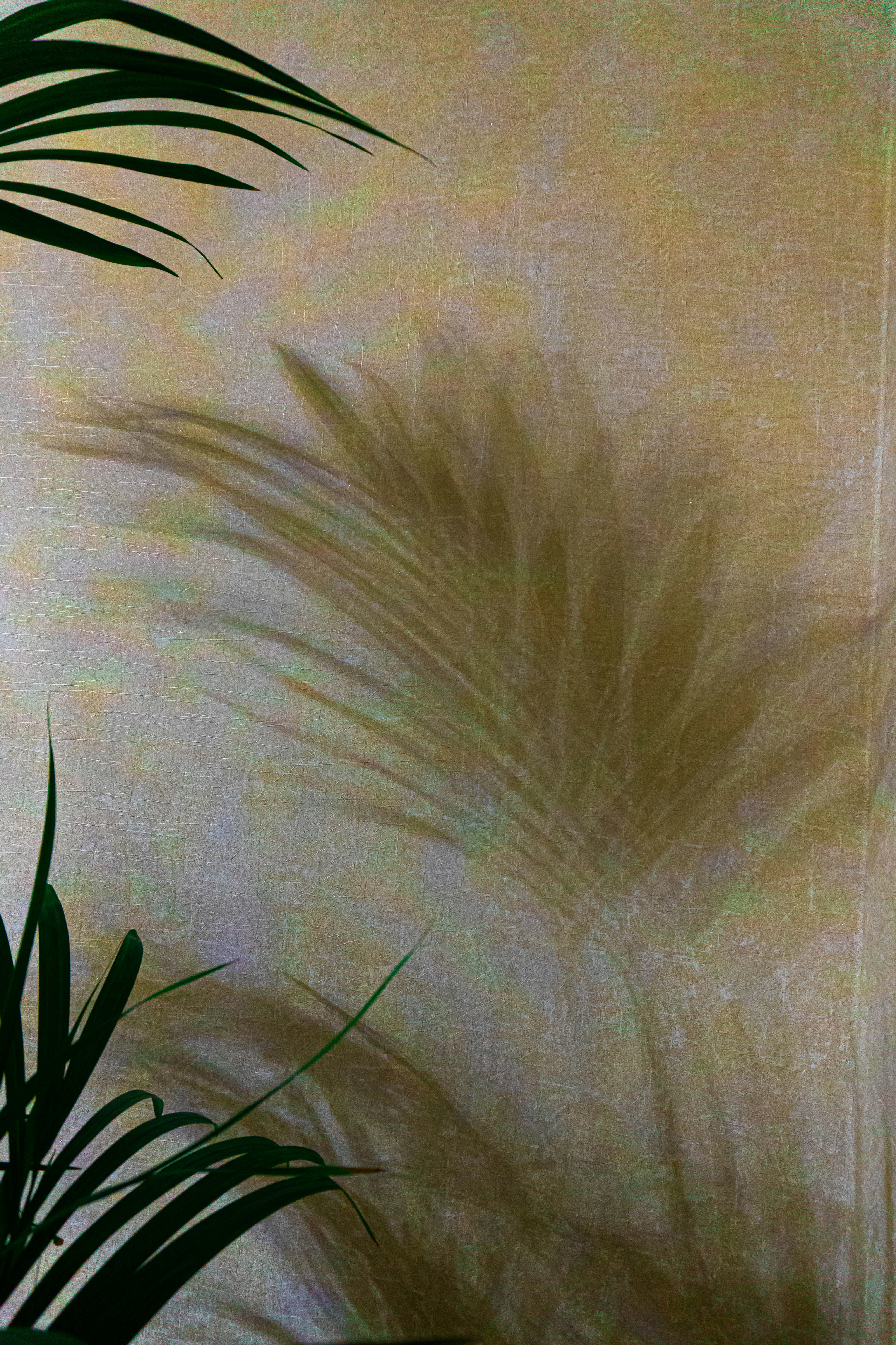 Green palm leaves casting shadows on a textured wall.