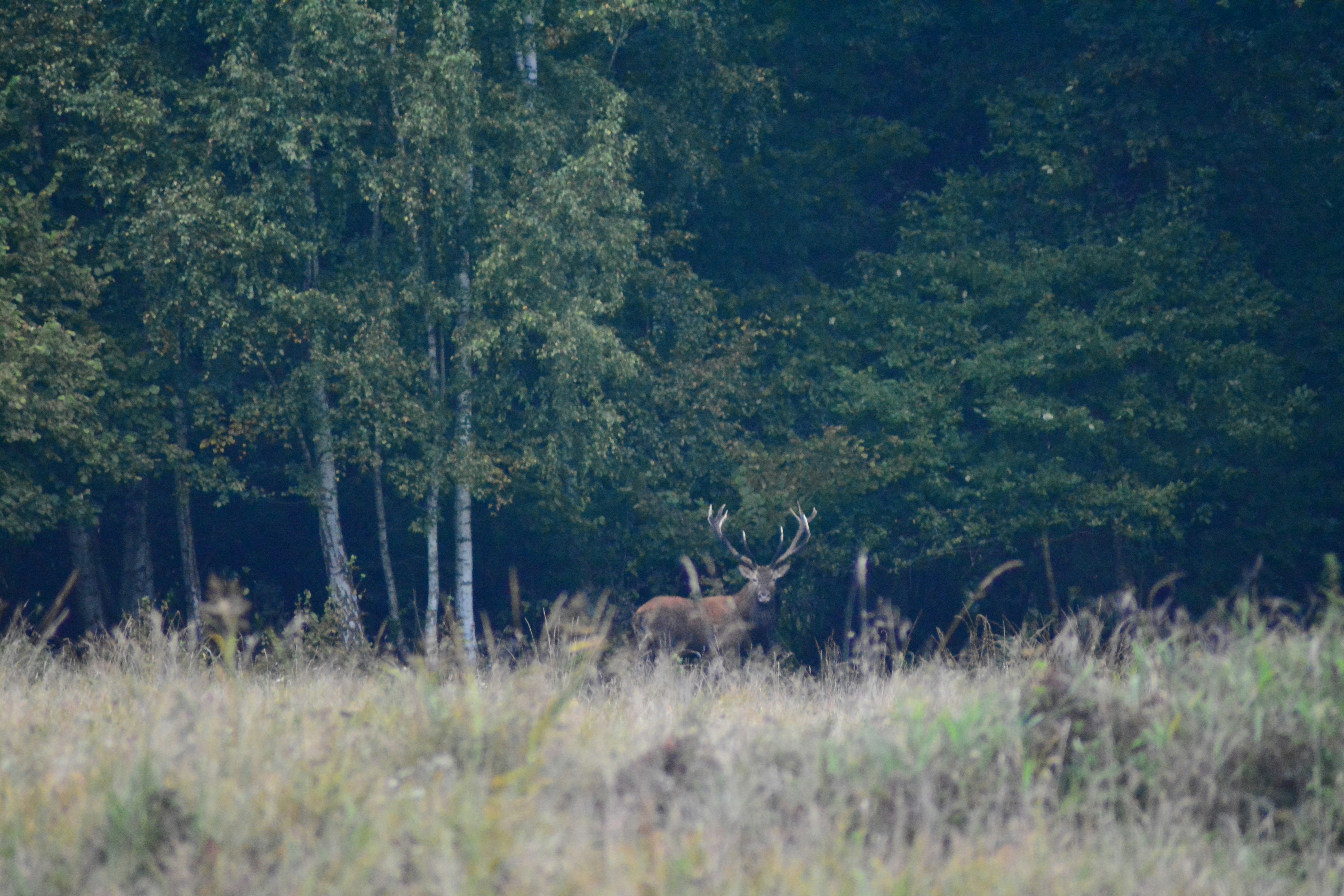 Photo by lesnyobiektyw