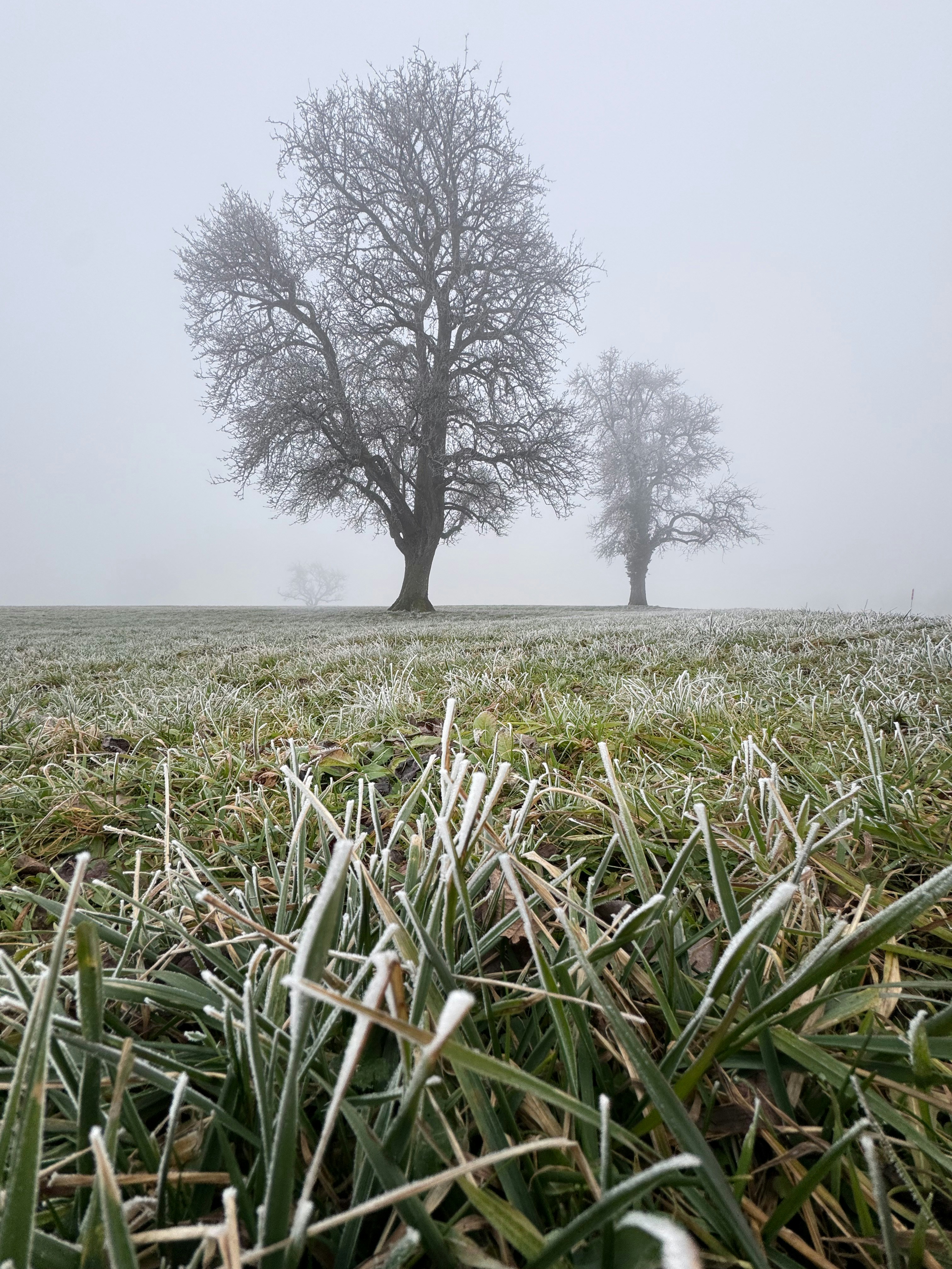 Two bare trees in a frosty, foggy field.