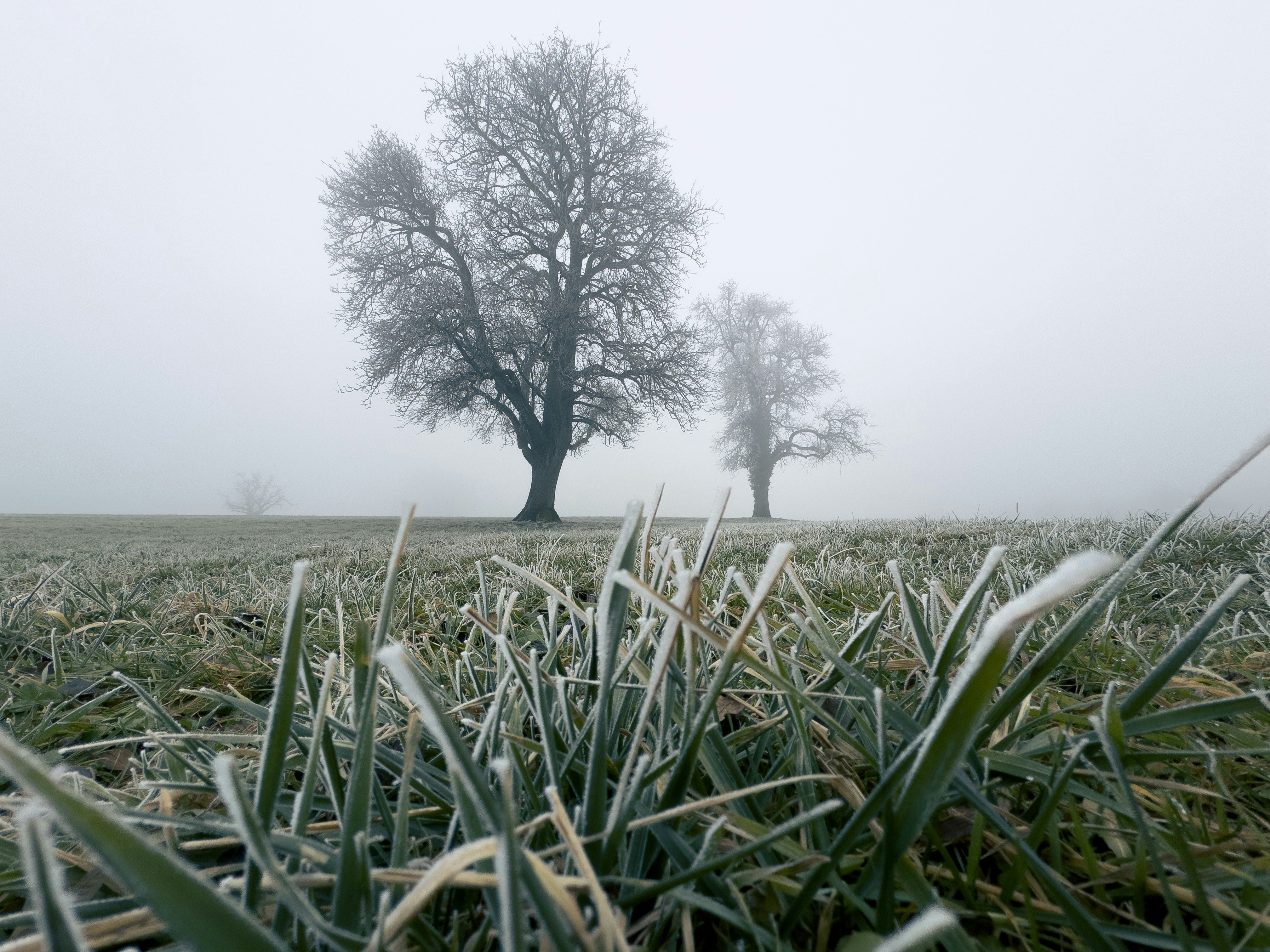 Two bare trees in a foggy, frosted field.