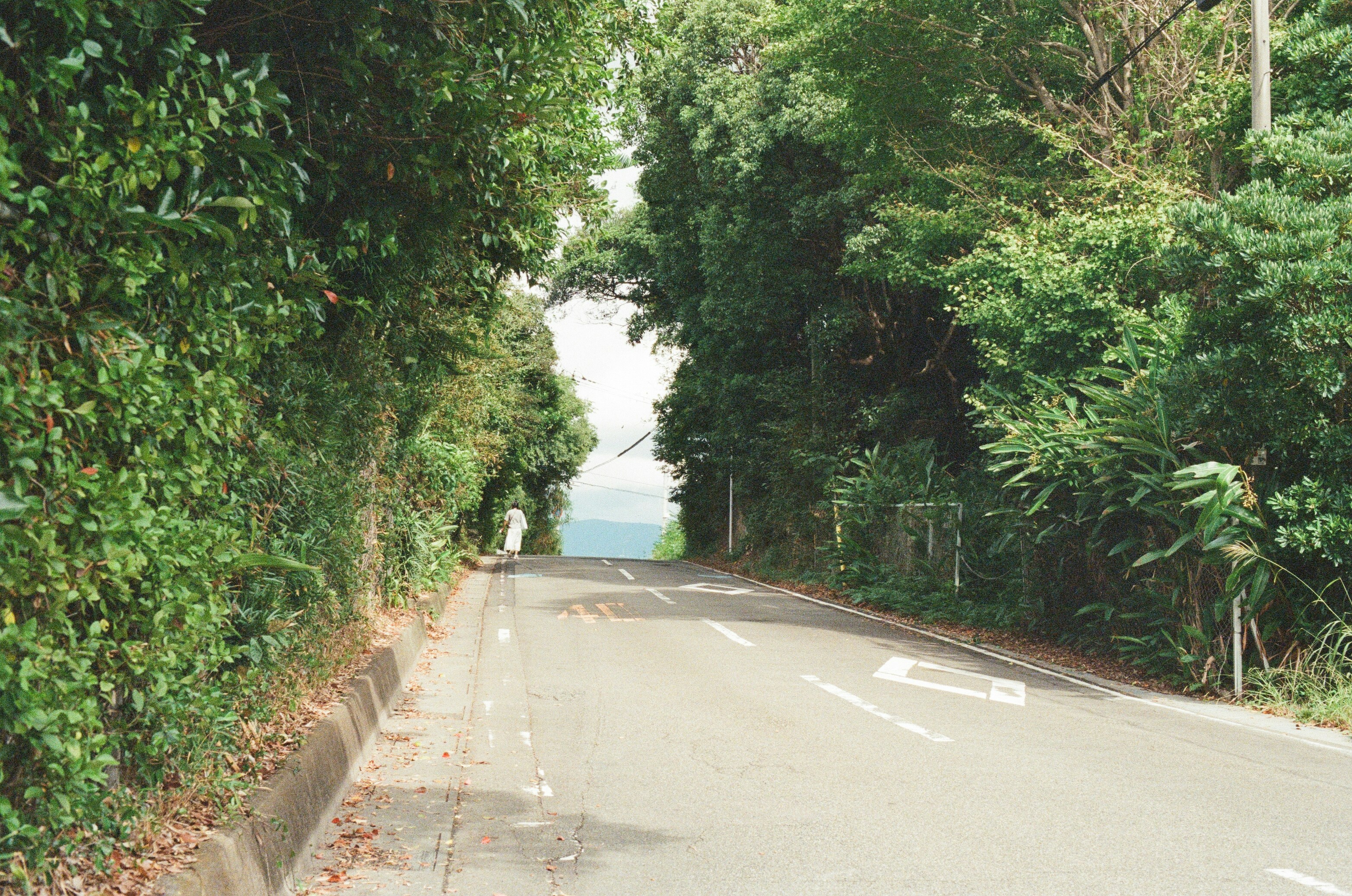 A paved road lined with lush green trees.