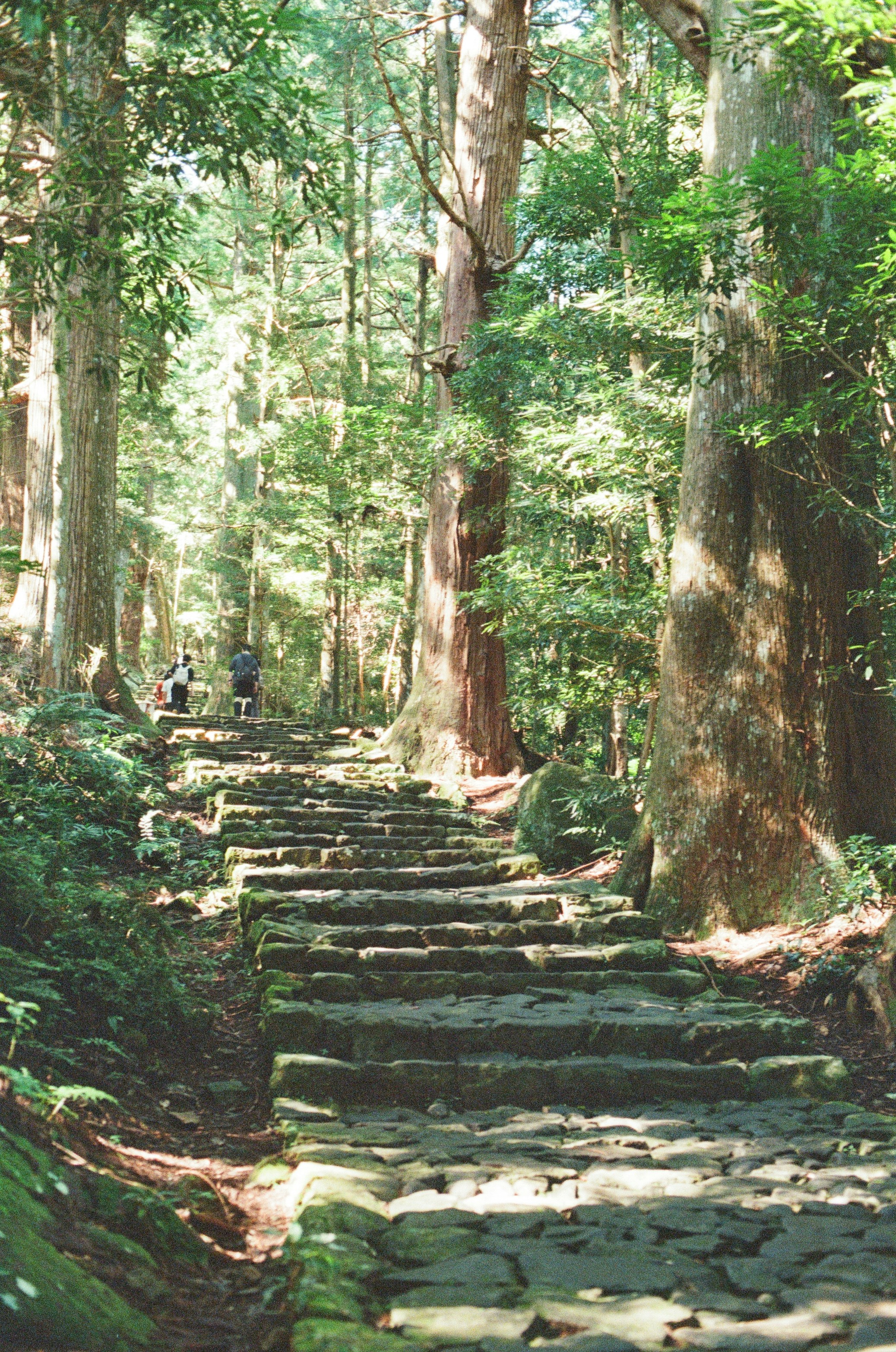 Kumano Kodo Pilgrimage Trail