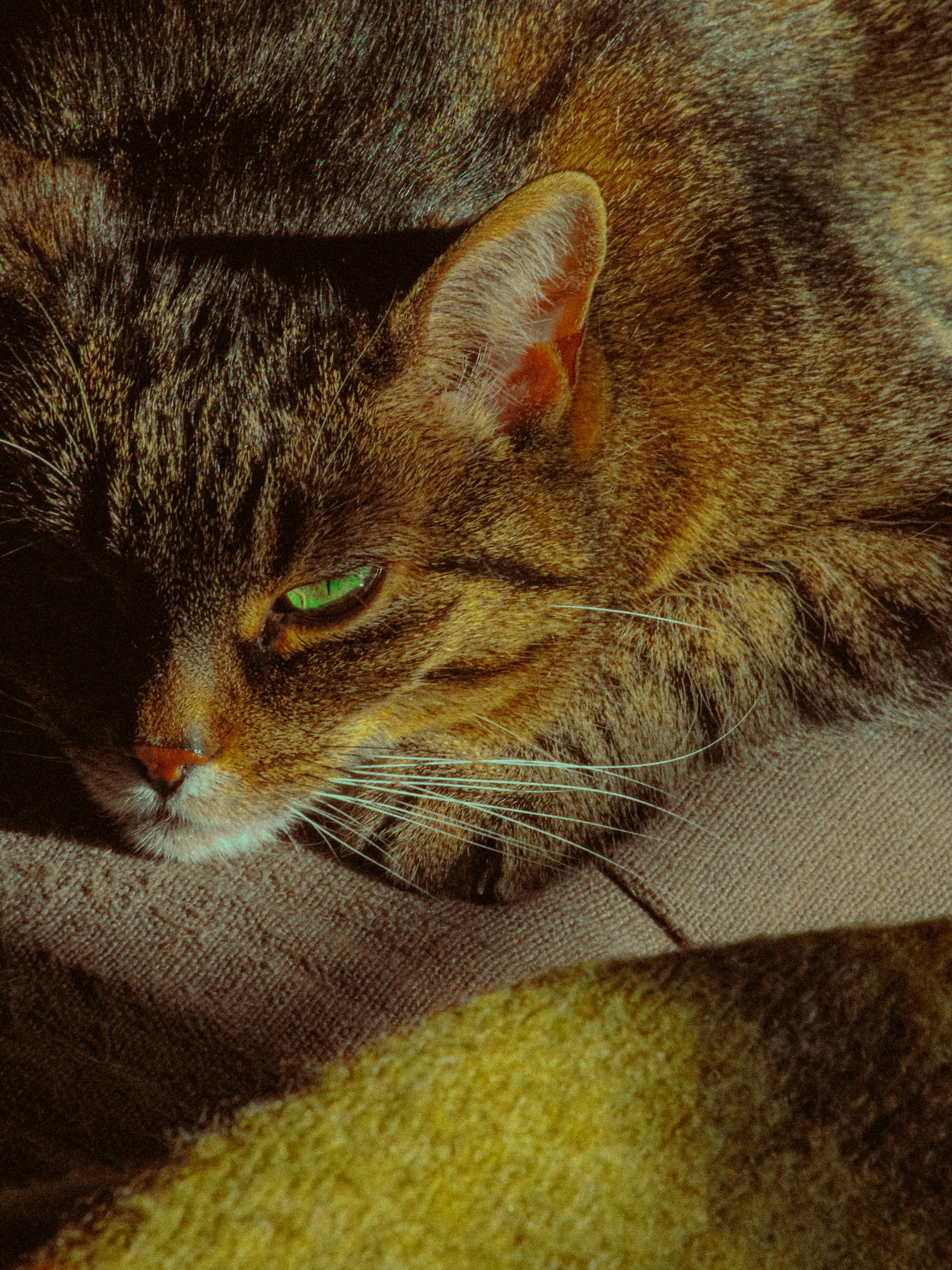 Photo by linusbelanger