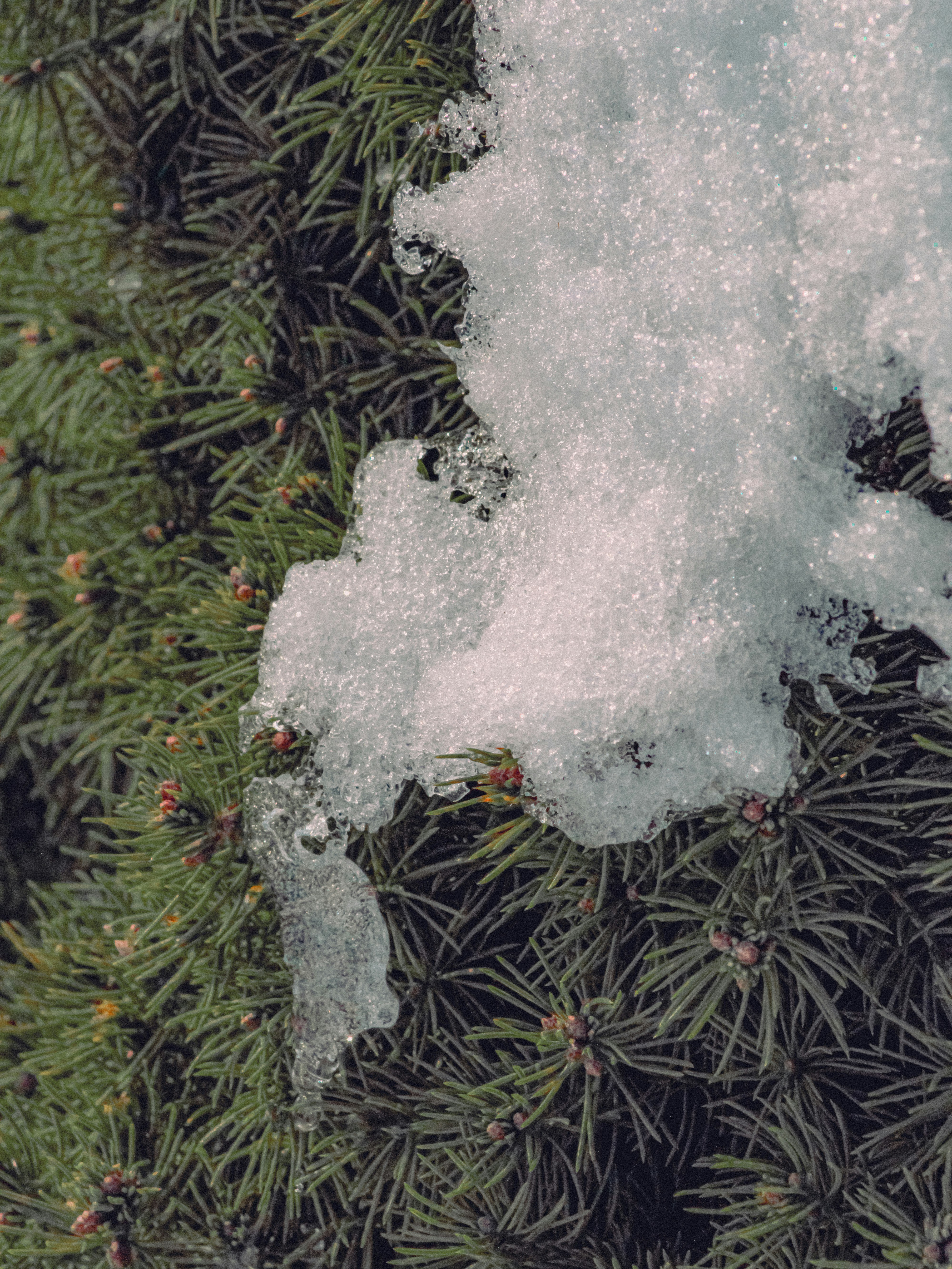 Photo by linusbelanger