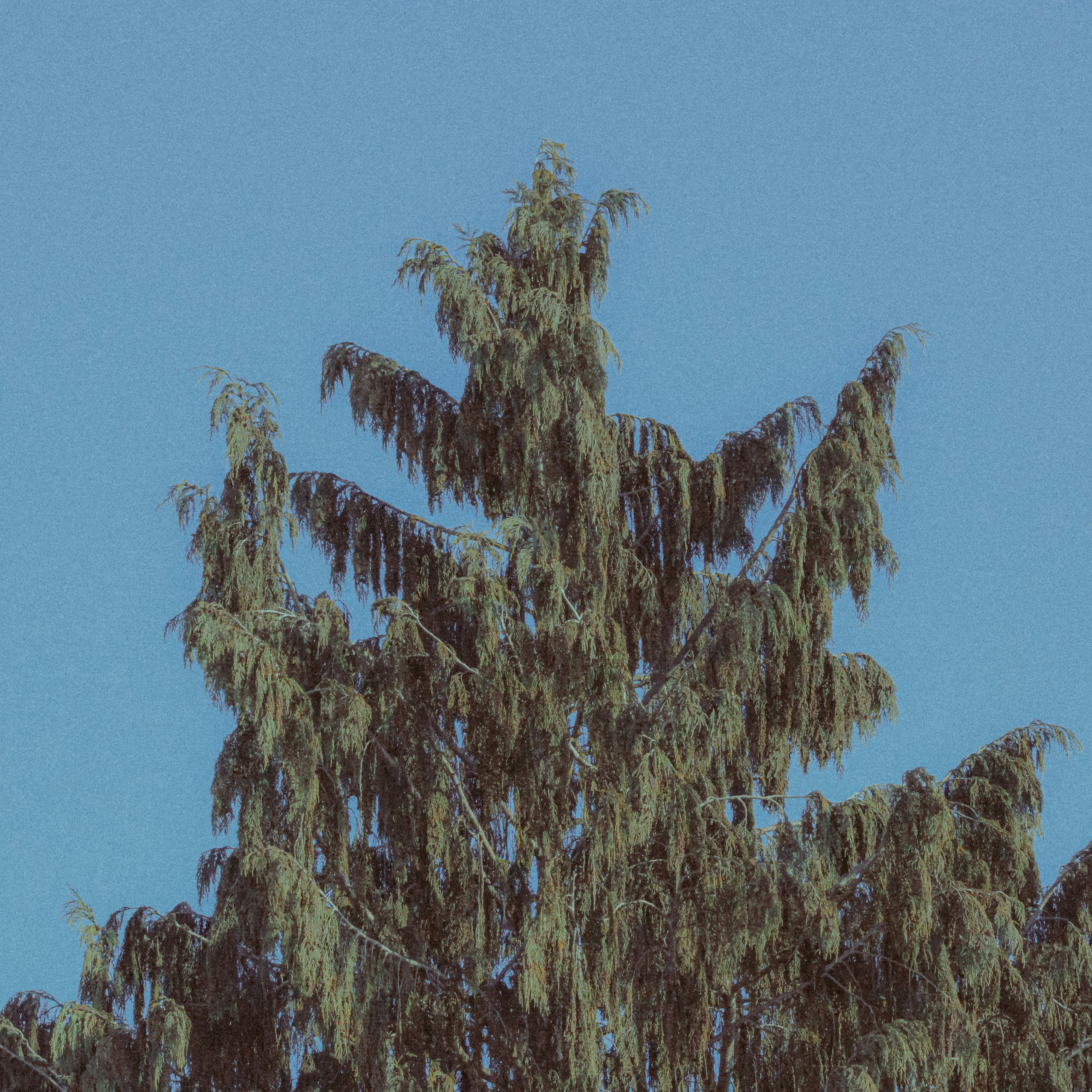 A tall evergreen tree against a clear blue sky.
