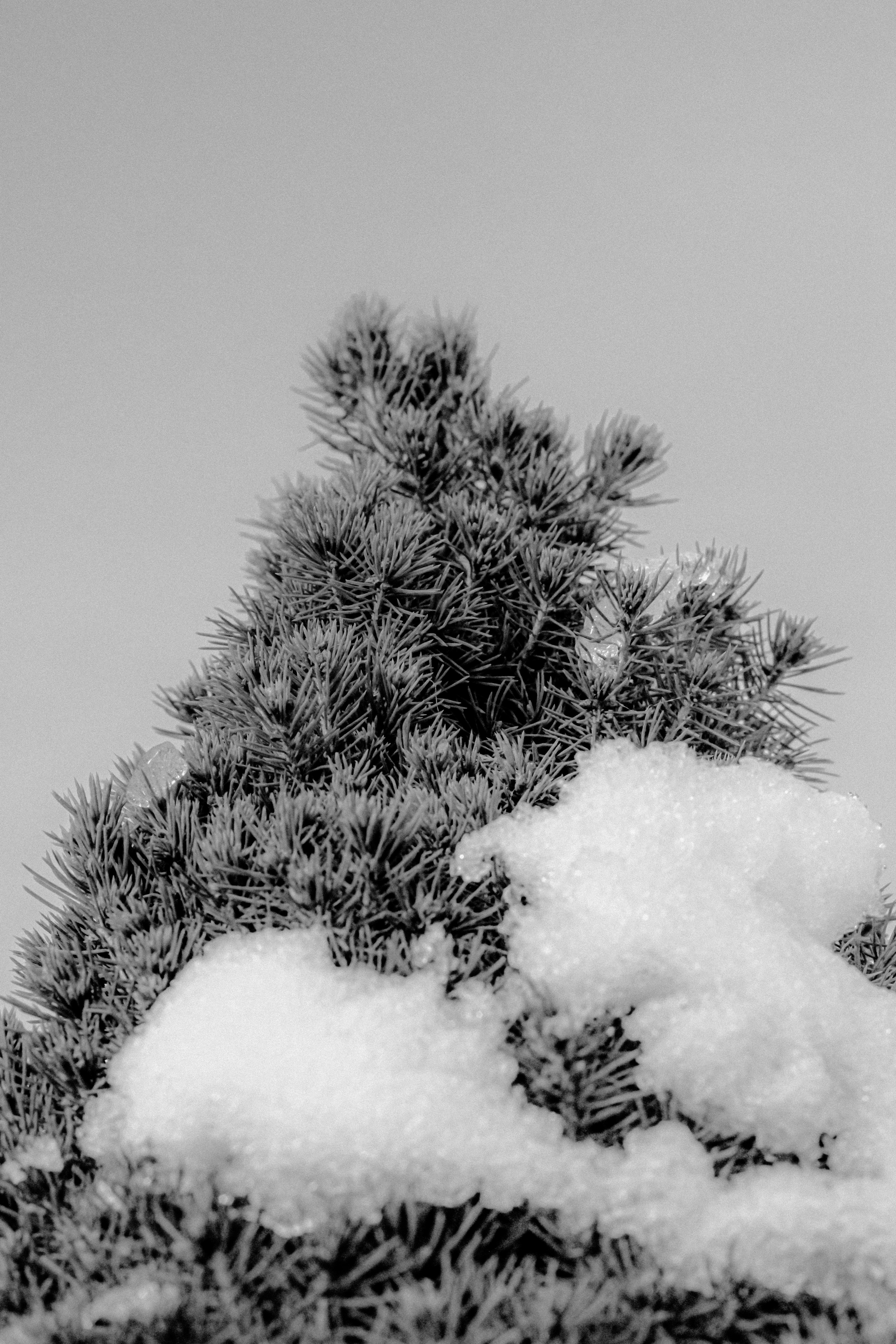 Photo by linusbelanger