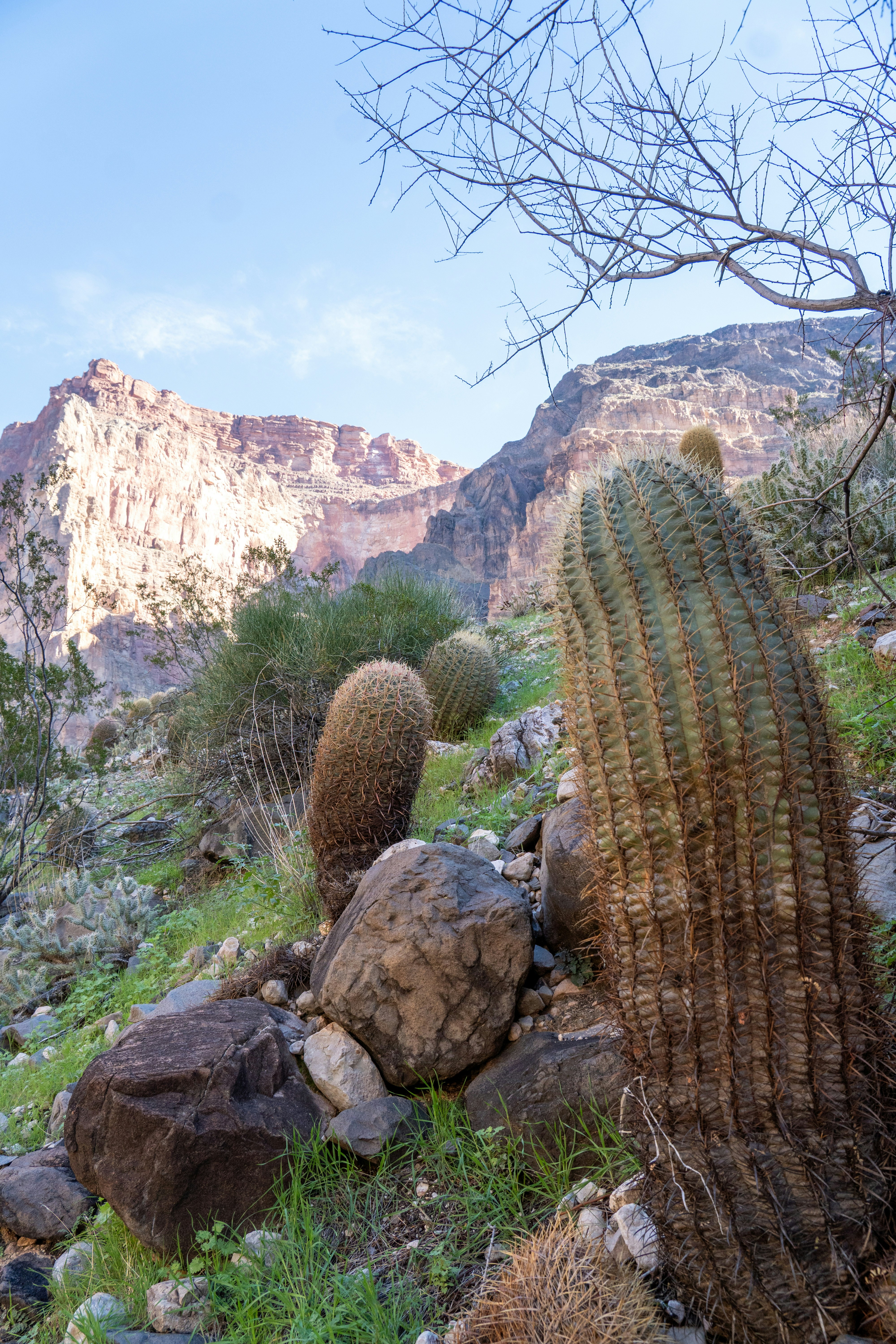 Cacti grow on a rocky hillside with mountains beyond.