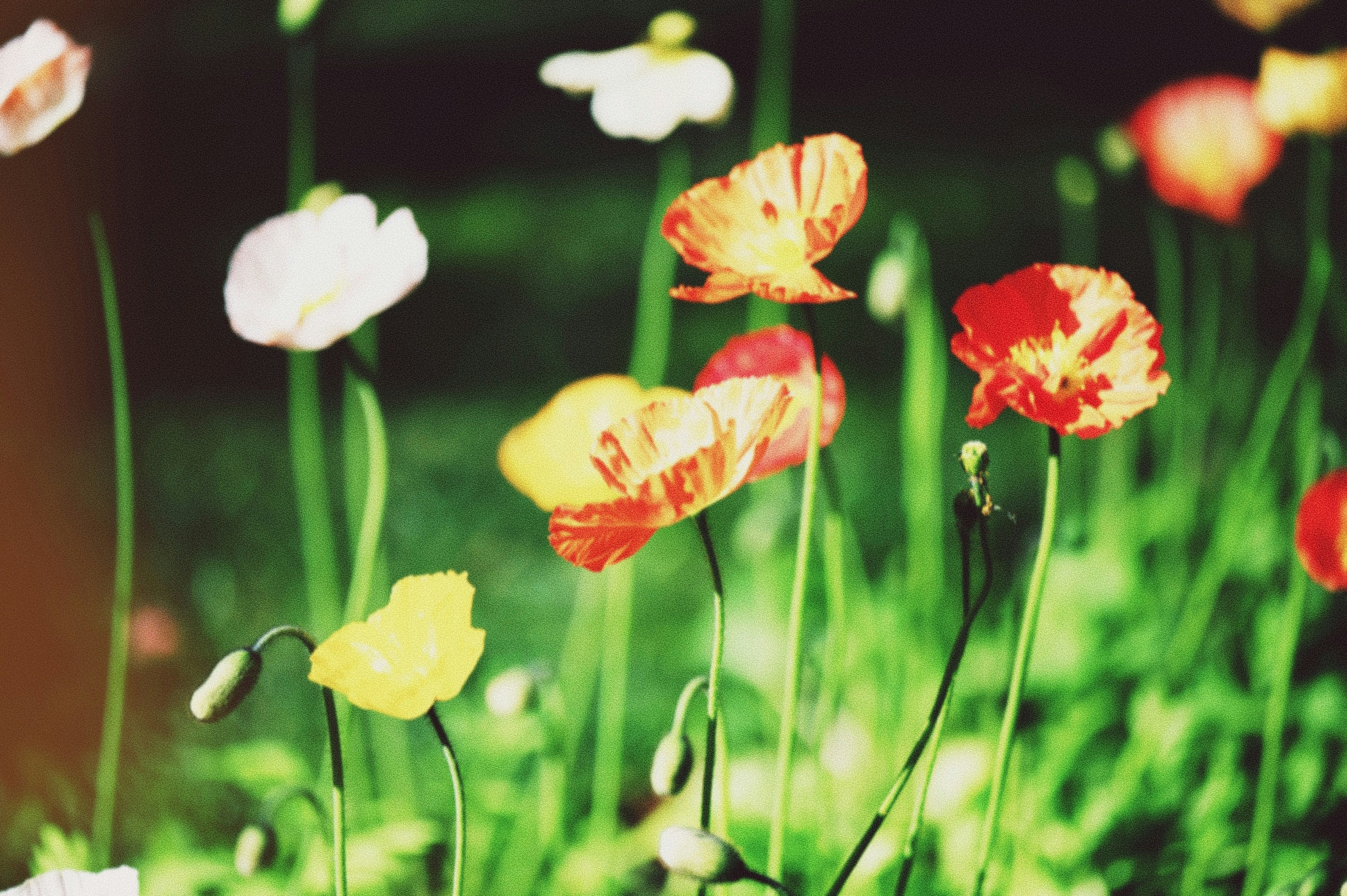 Photo by vincent_tint