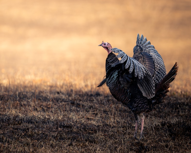 Wild turkey tom strutting in a spring field with full fan on display