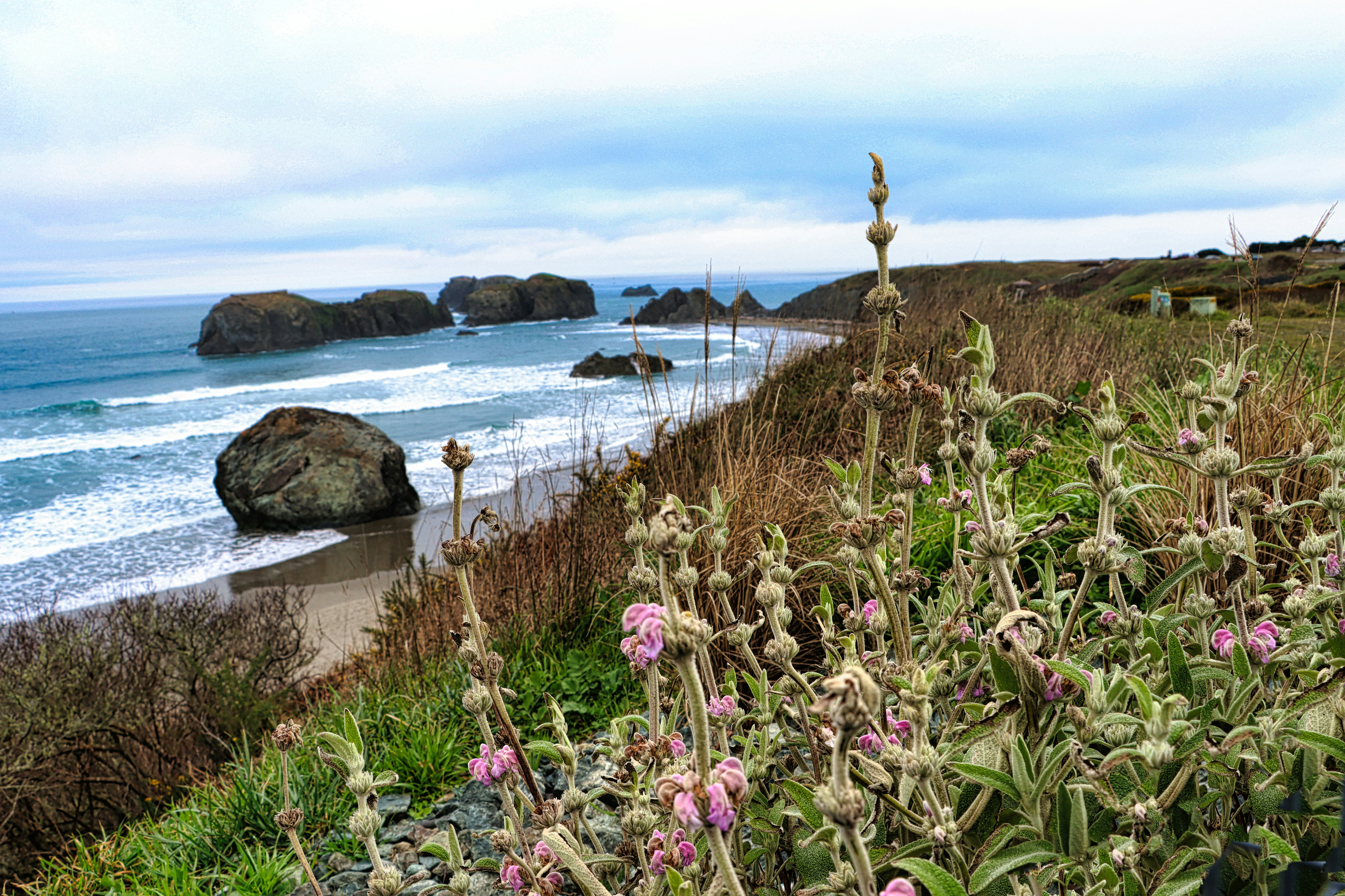 Coastal landscape with rocky outcrops and blooming wildflowers.