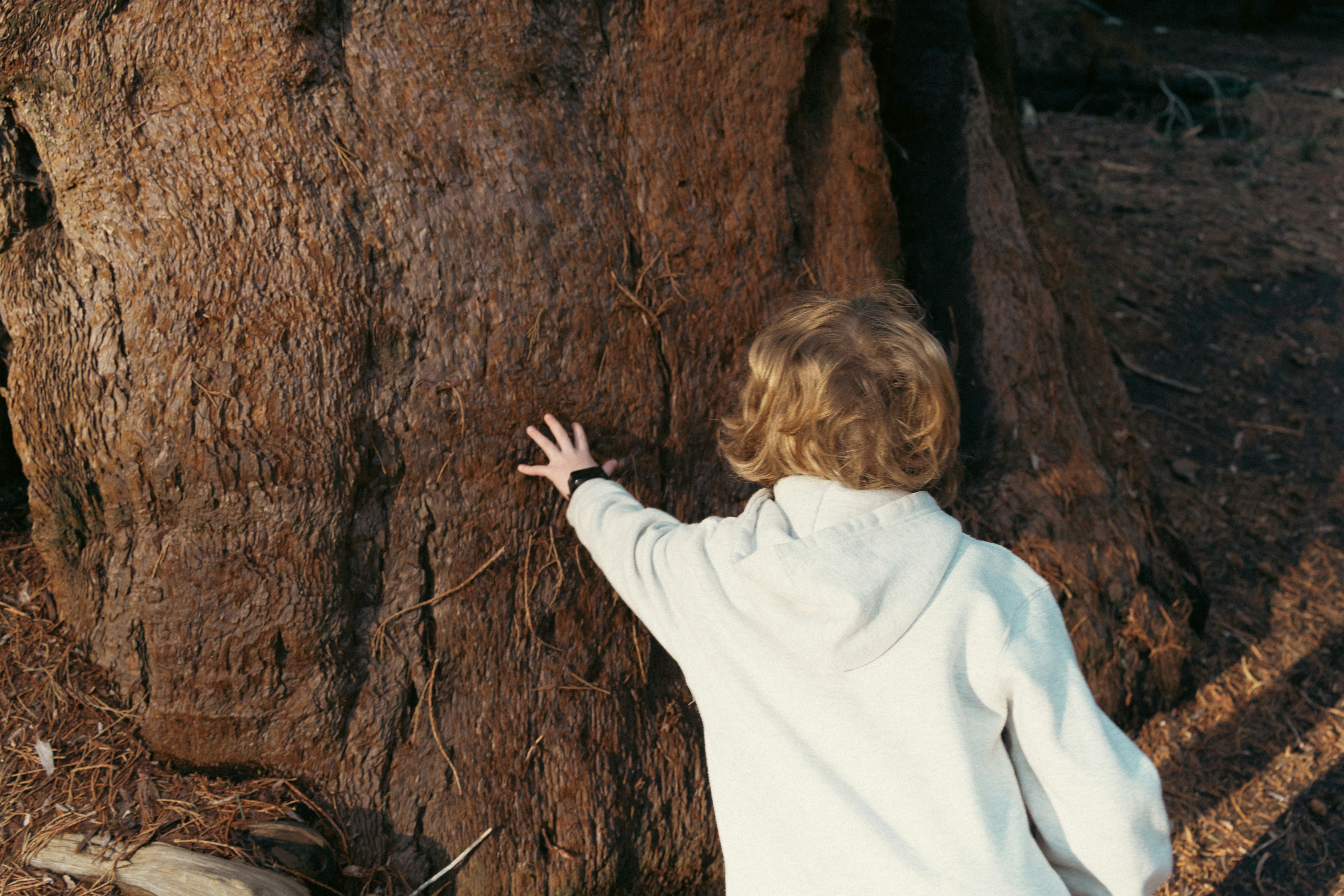 Child touches the rough bark of a large tree.