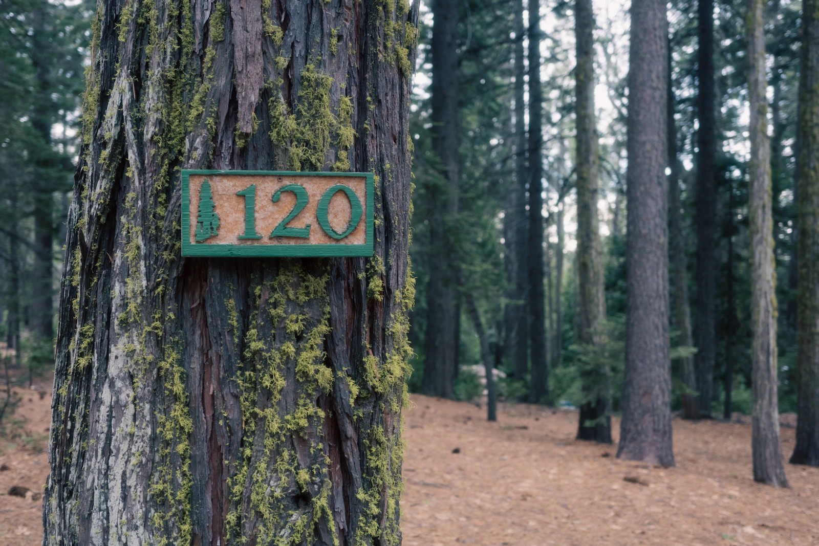 A carved campsite marker reading 120 mounted on a mossy pine trunk, with the pine needle floor of the site behind it