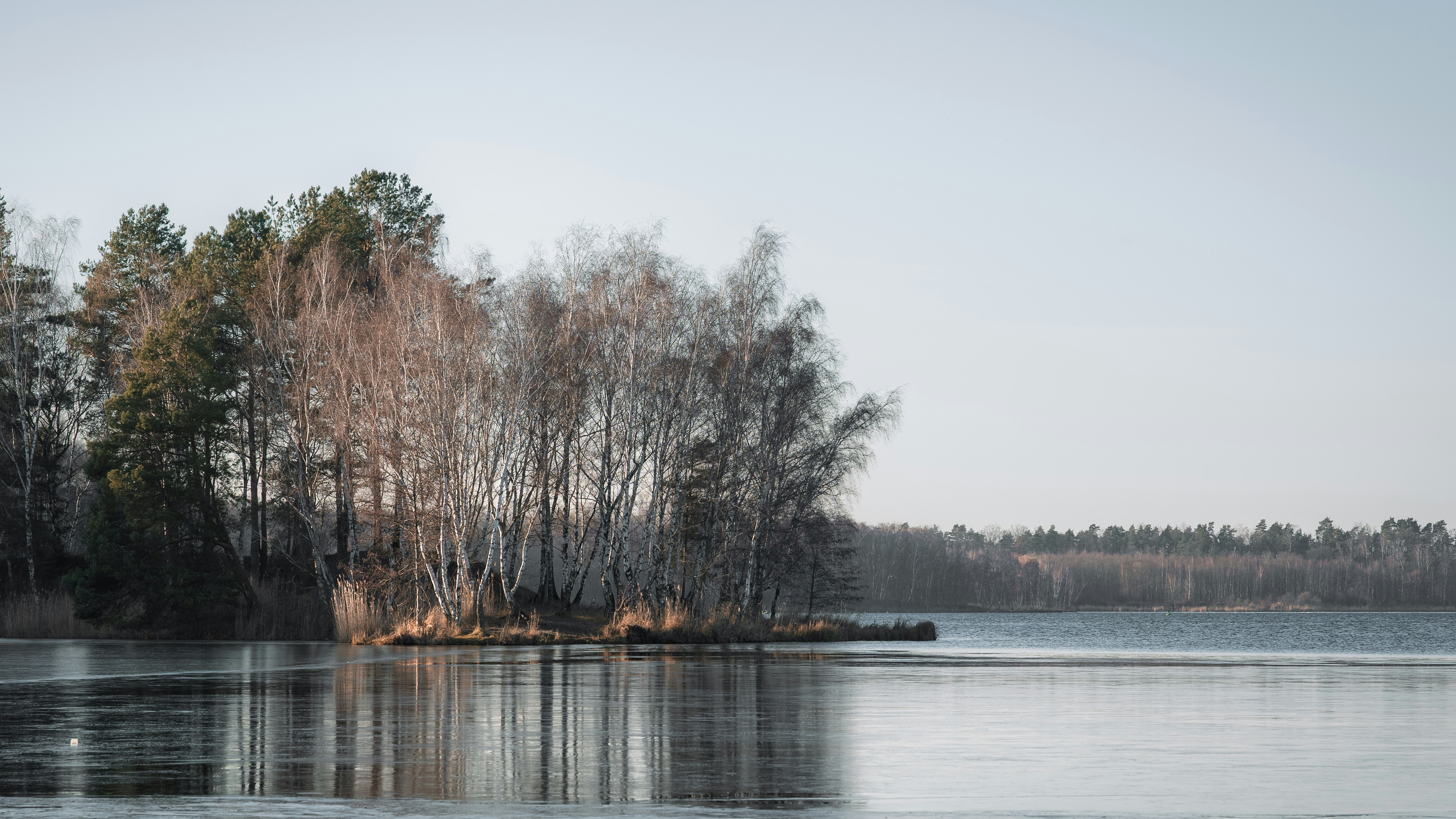 Bare trees on a small island in a calm lake.