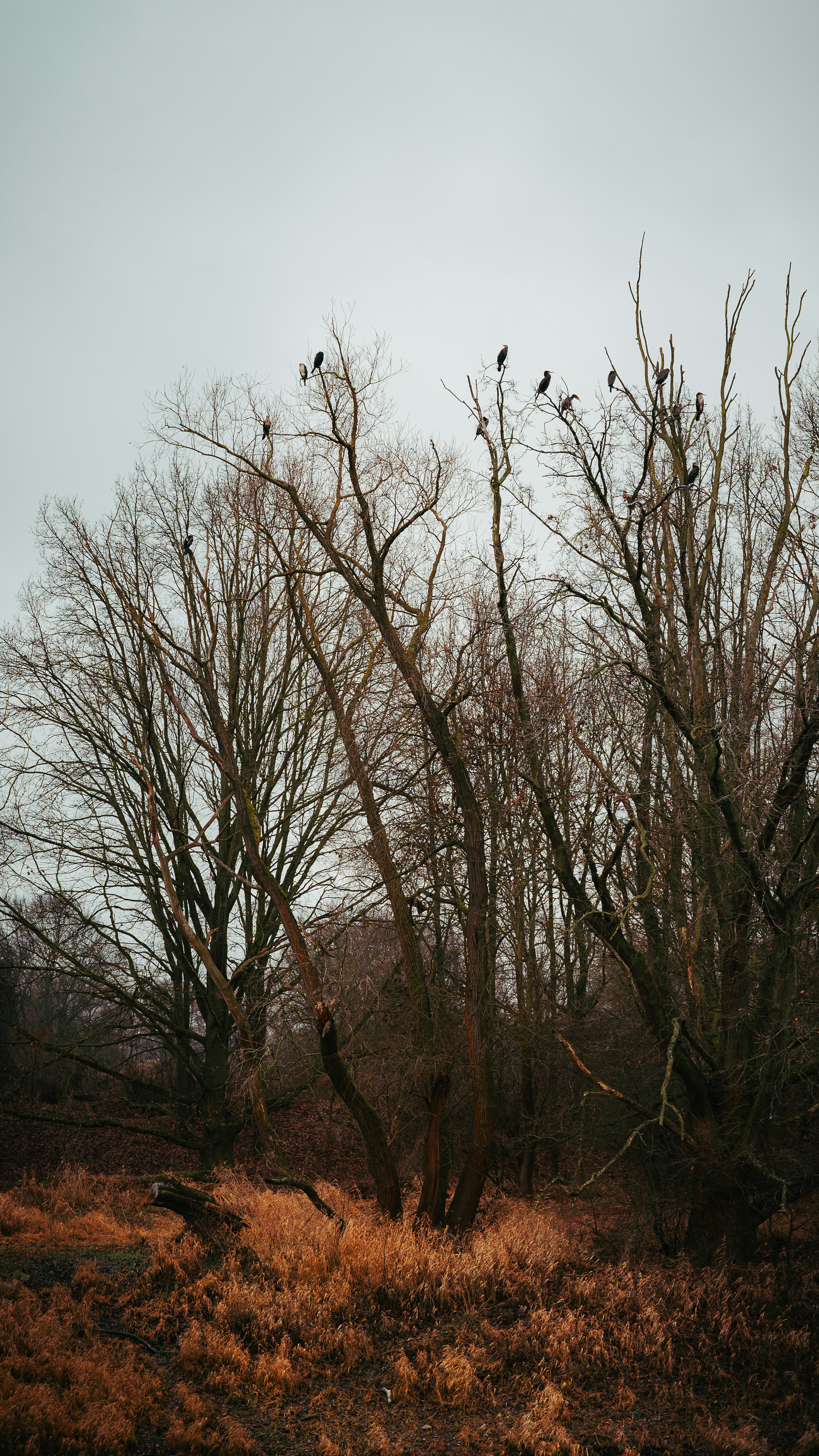 Birds perched on bare tree branches under a cloudy sky.
